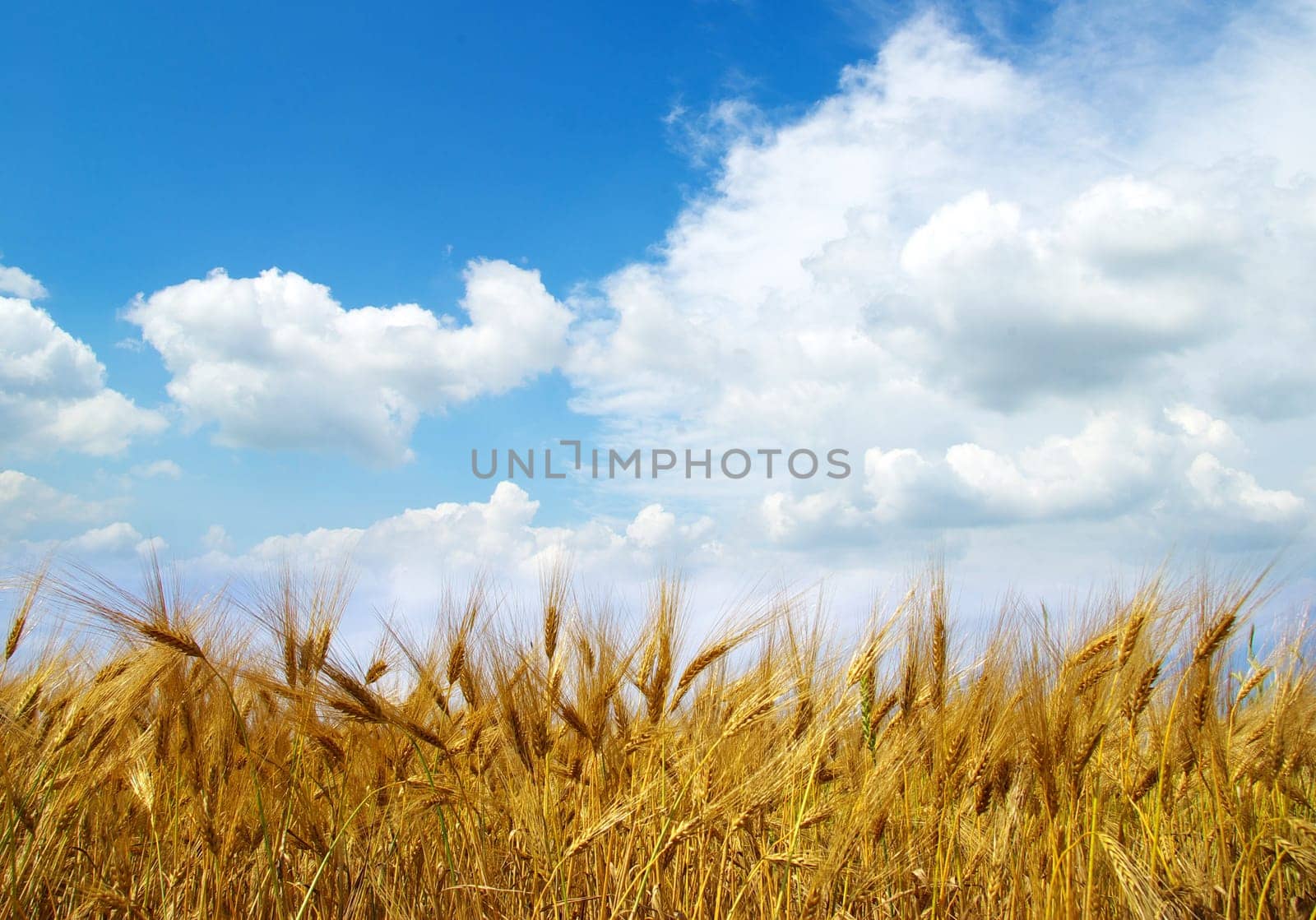 Wheat ears against the blue  sky