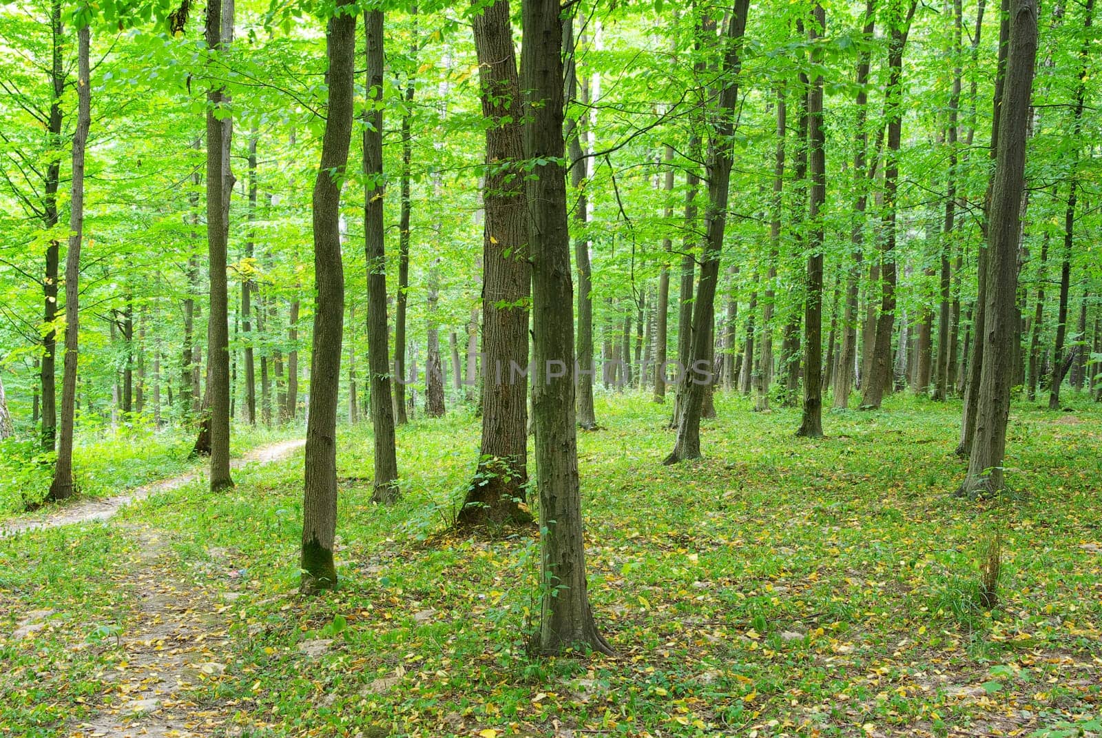 green forest background in sunny day