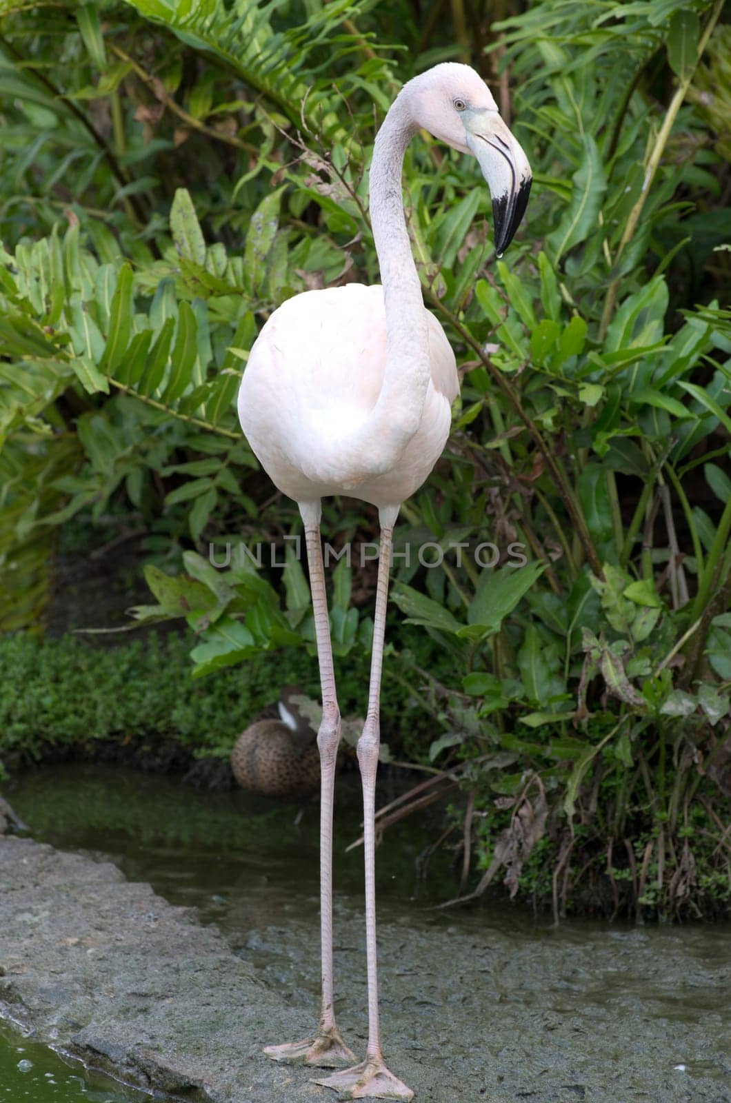 Image of flamingos in the water