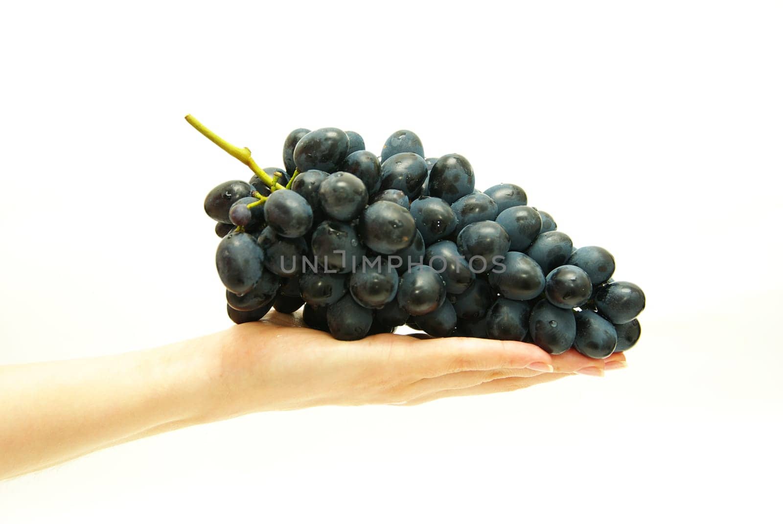 Bunch of grapes in female hand
