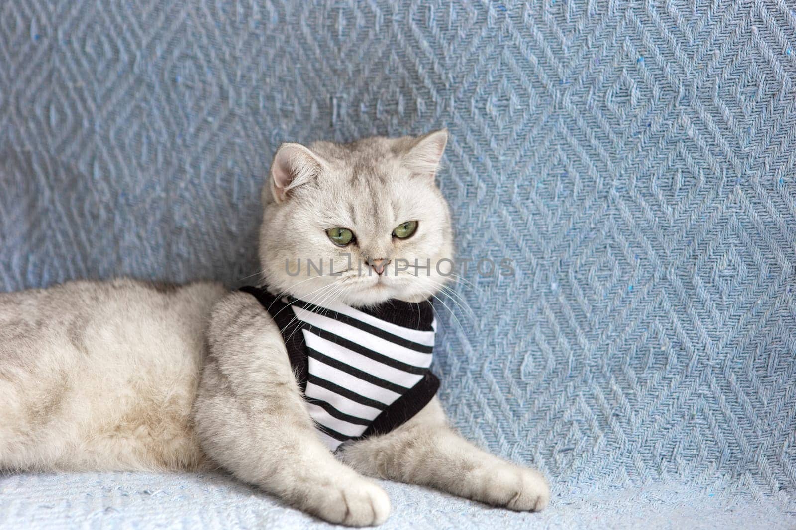 Cute white british cat with a striped t-shirt on a blue blanket. Copy space