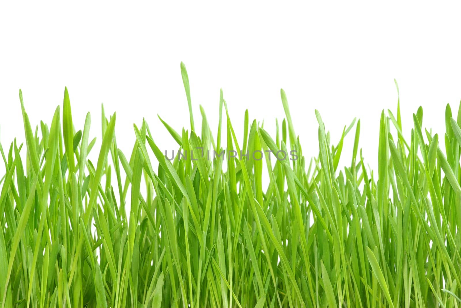 Green lawn isolated on white background