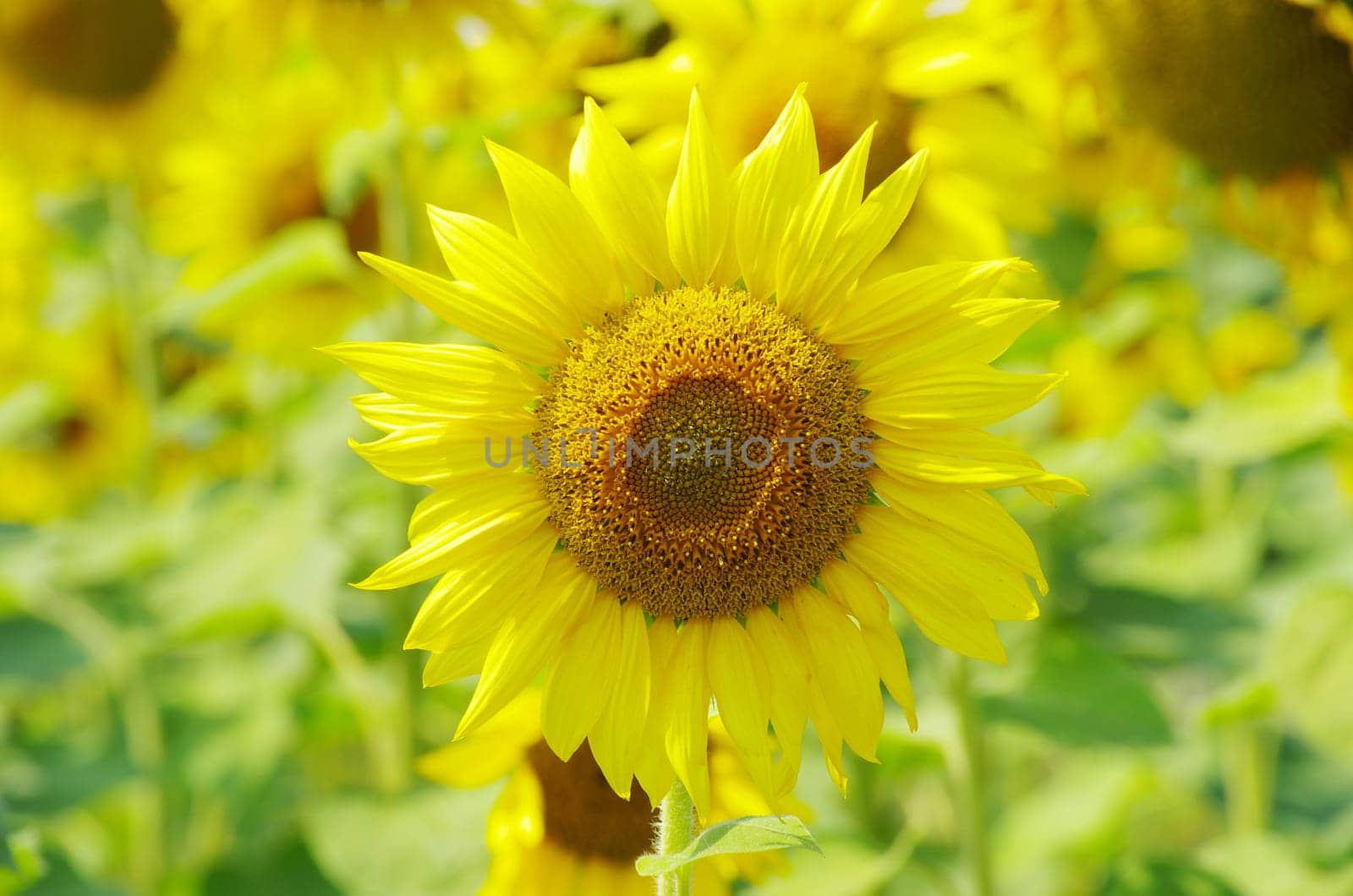 Closeup of a bright yellow sunflowers