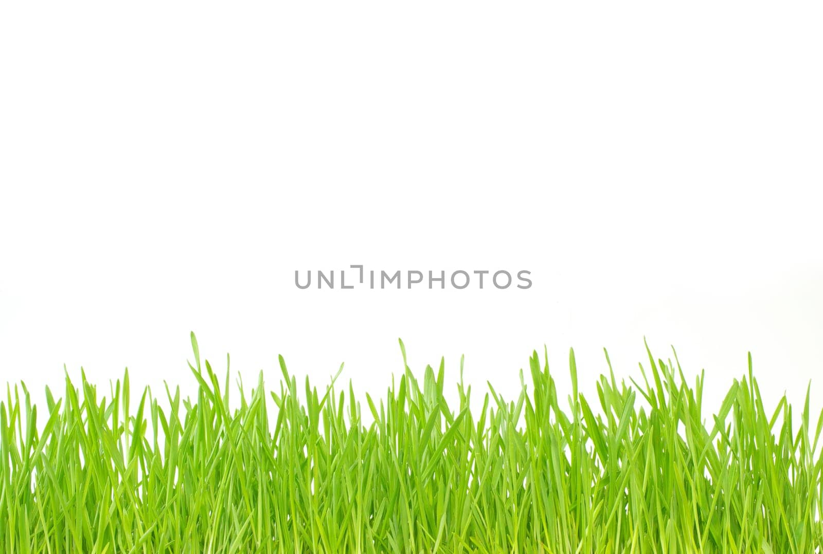 Green grass isolated on white background