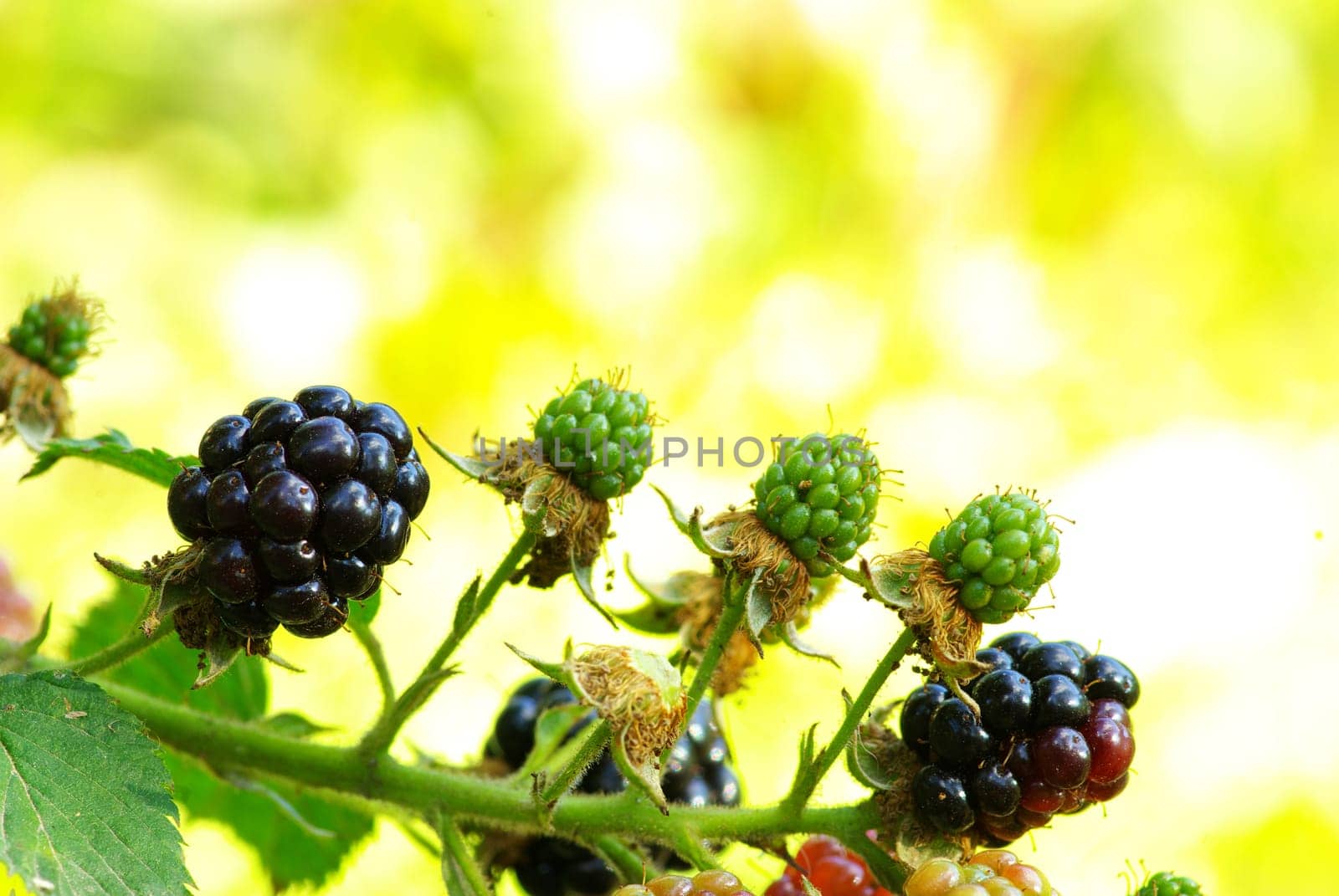 Ripening blackberries in a garden