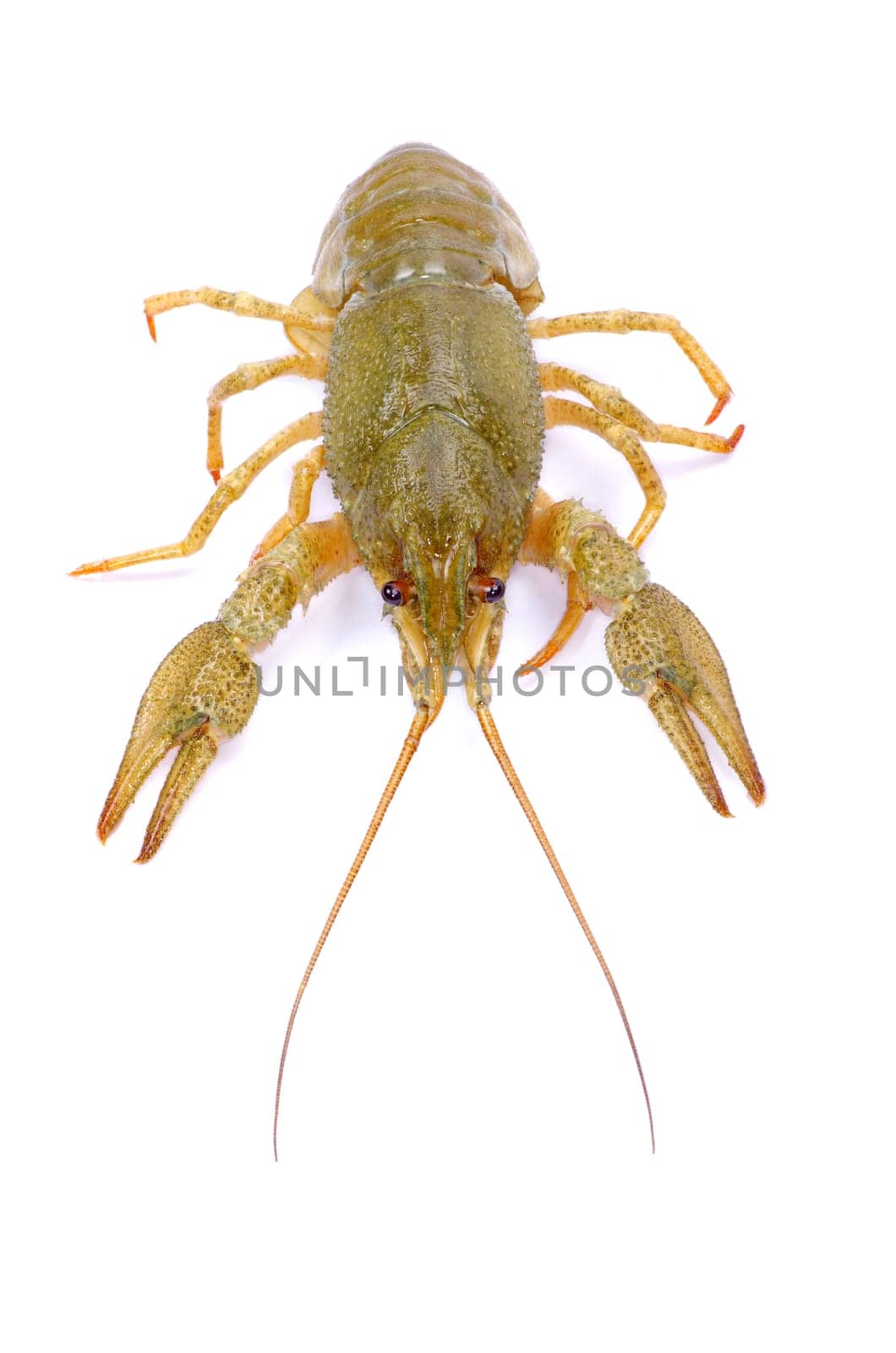 crawfish on a white background