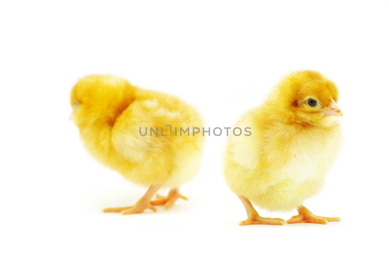 Cute little baby chicken isolated on white background