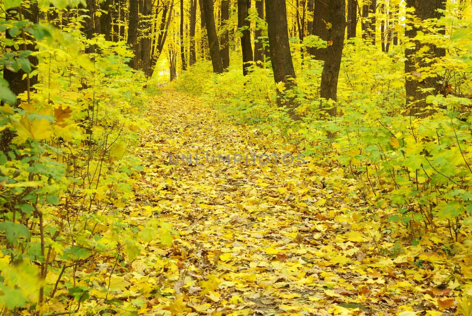 autumn forest  background in a sunny day