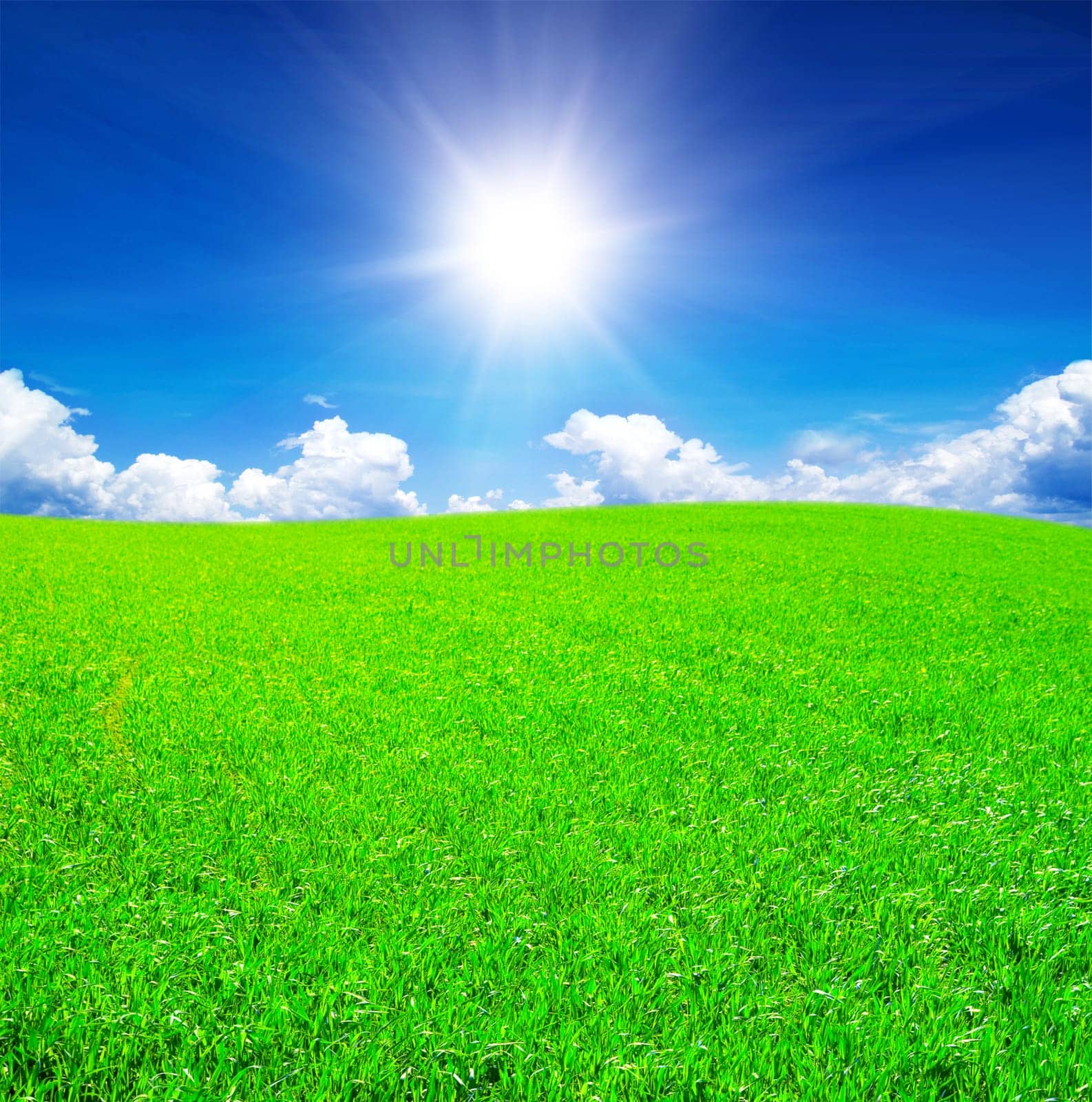 Field of grass and blue sky