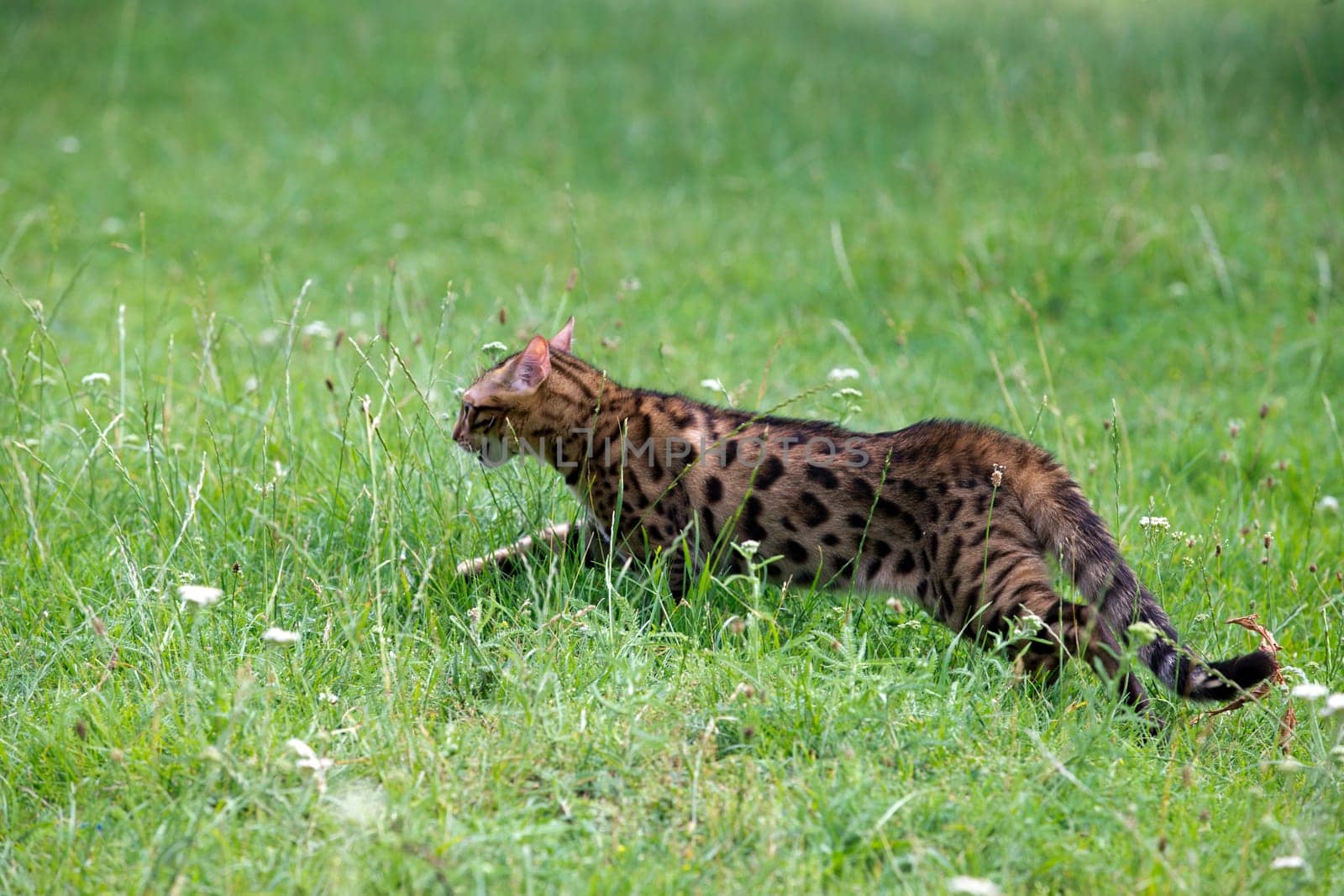 The cat runs on a lawn