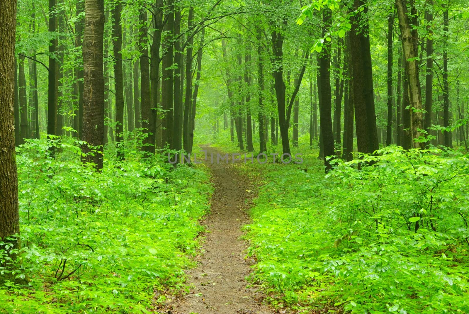 a path is in the green forest