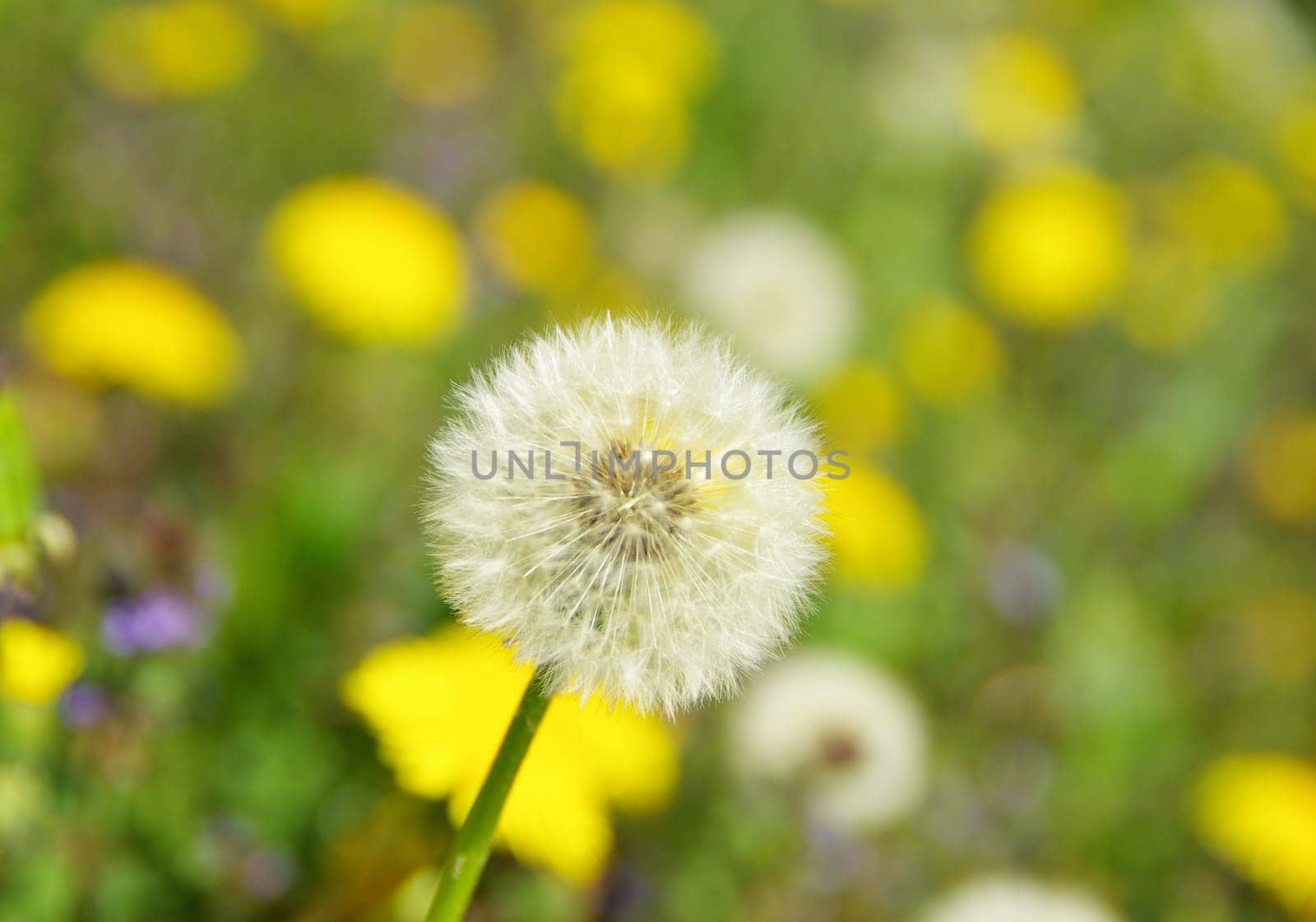 beautiful  dandelion on a background the field