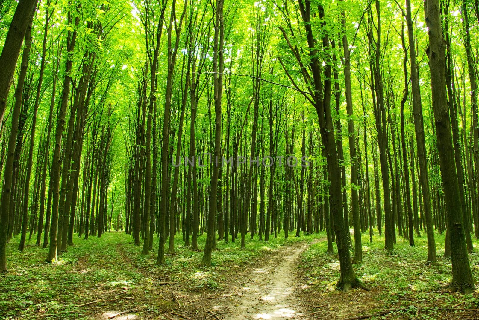 a path is in the green forest