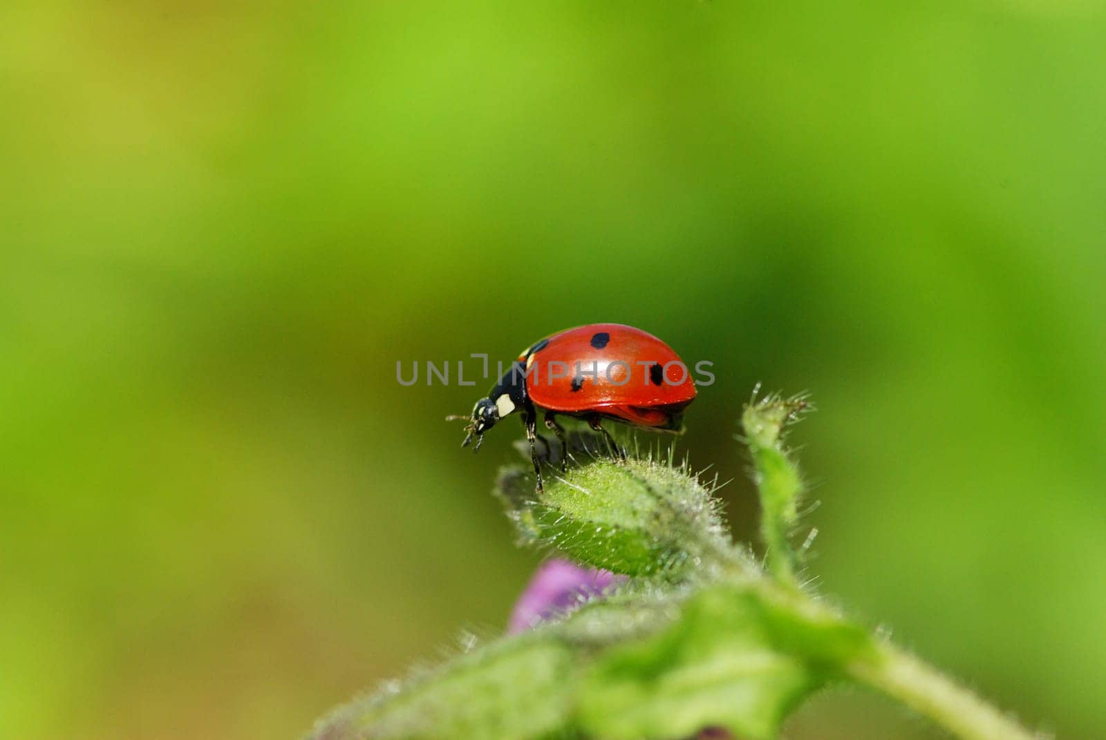 ladybug sitting on the blade of grass