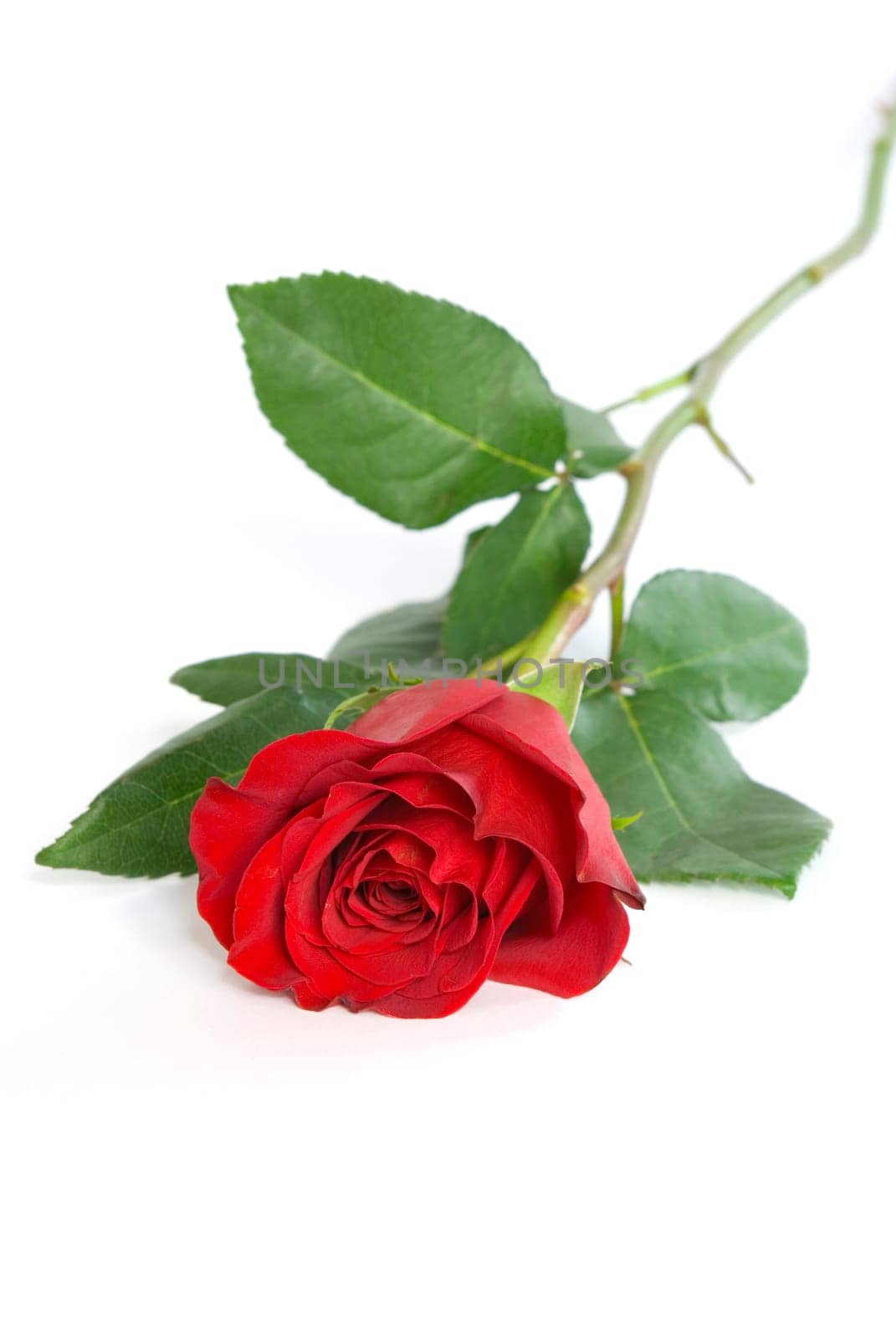 beautiful red rose on a white background