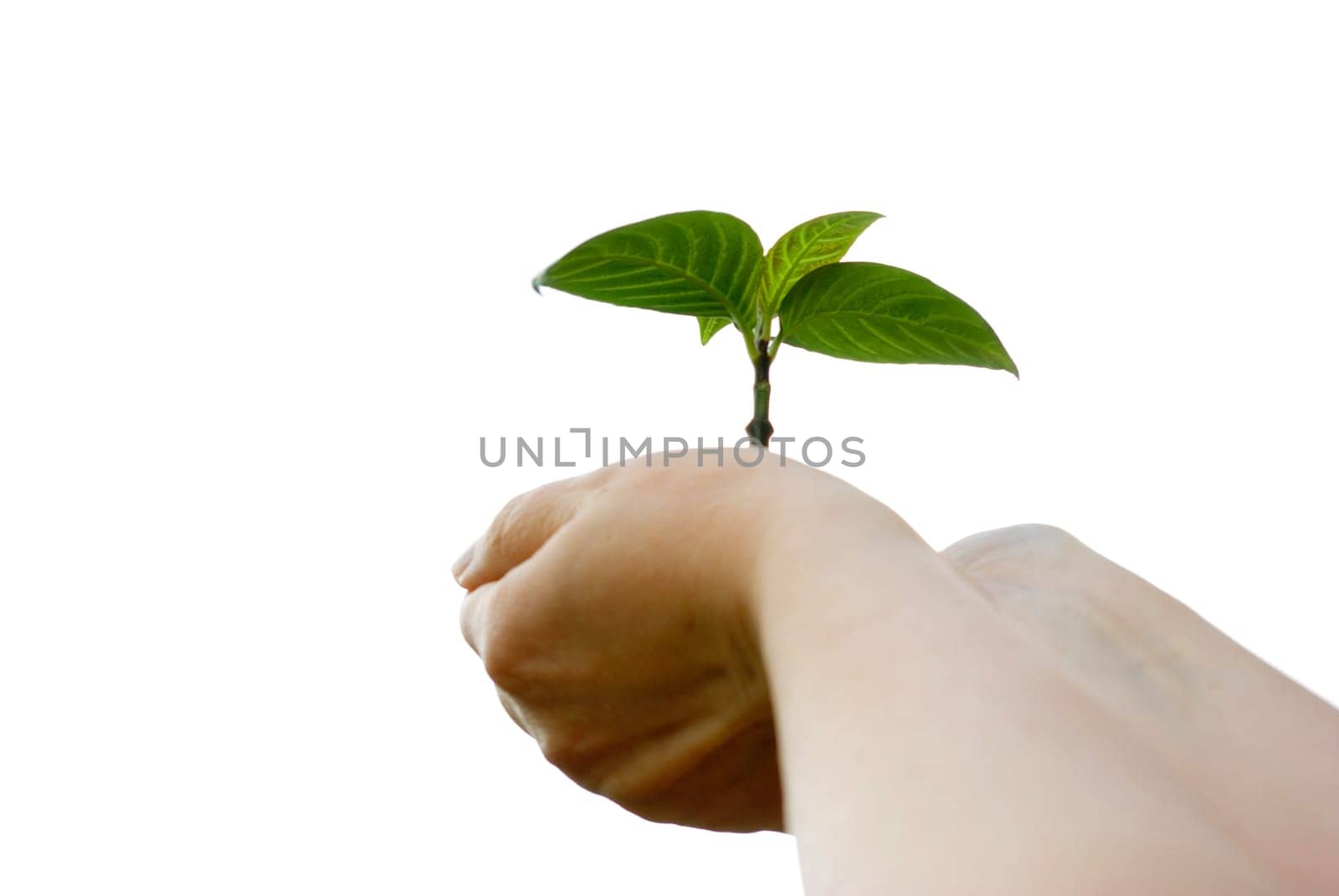 plant in the hand on  white background