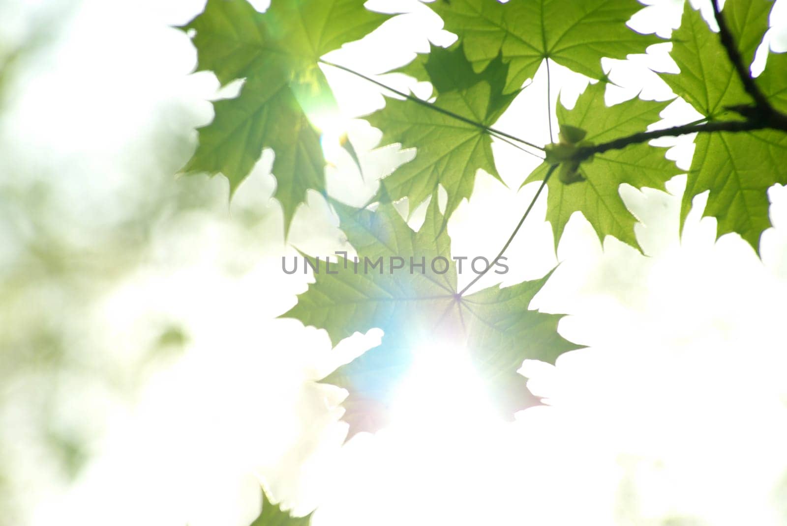 green leaves background in sunny day