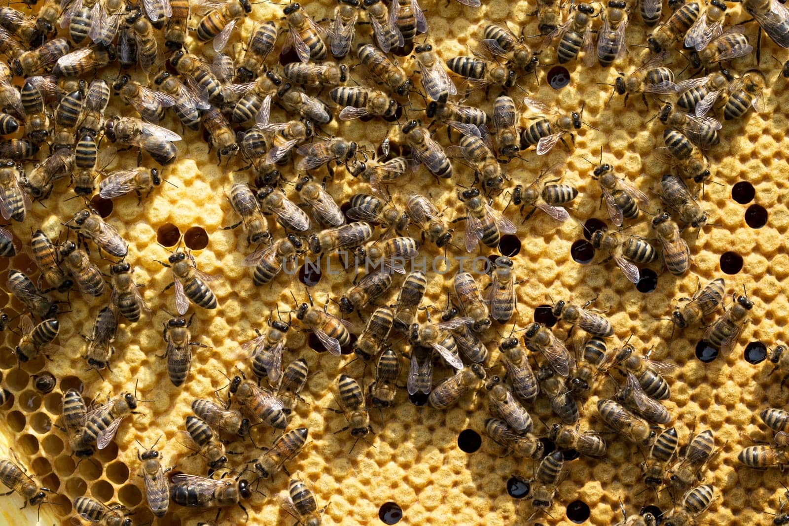 Close up view of the working bees on honeycells