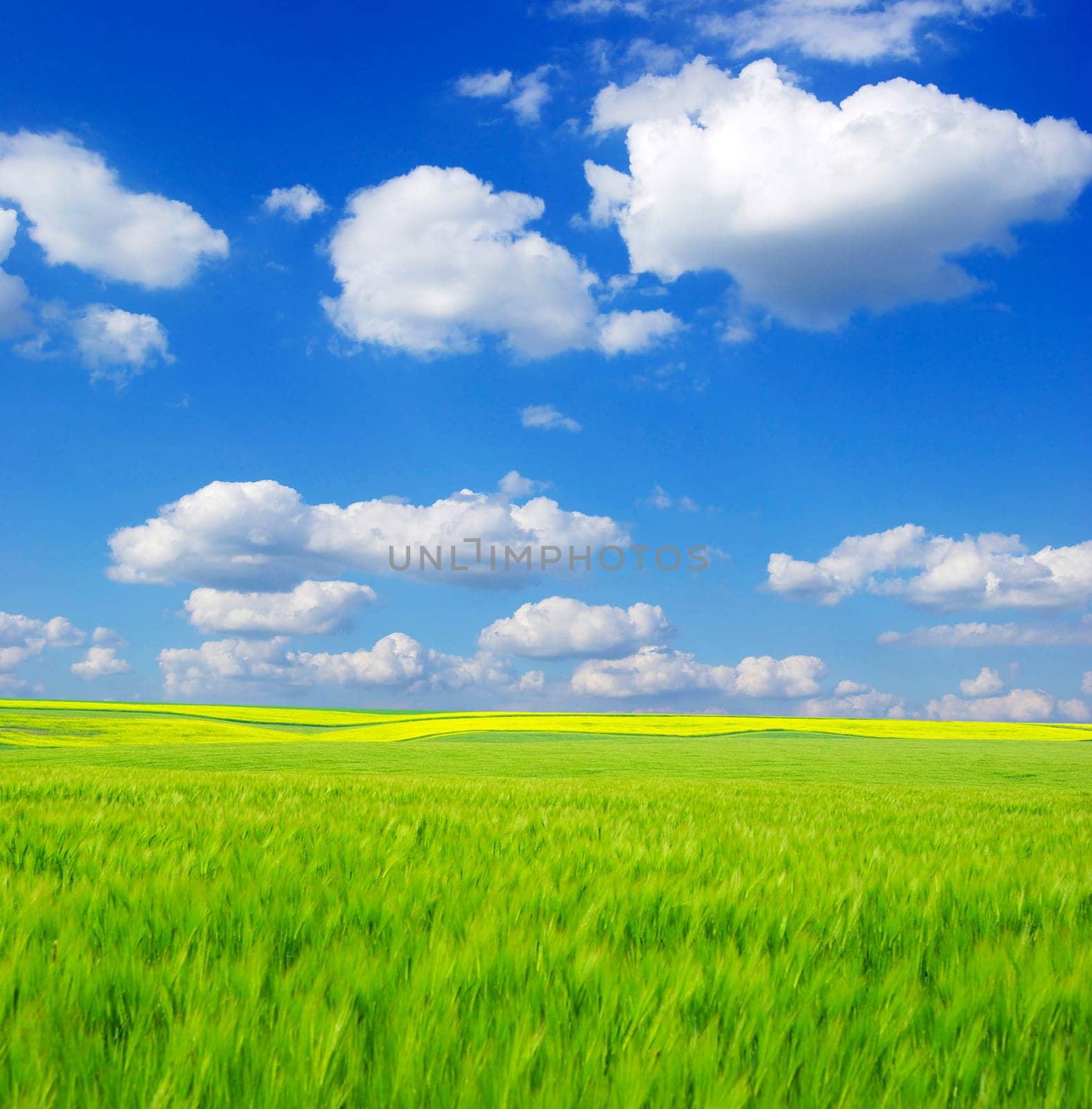 field on a background of the blue sky