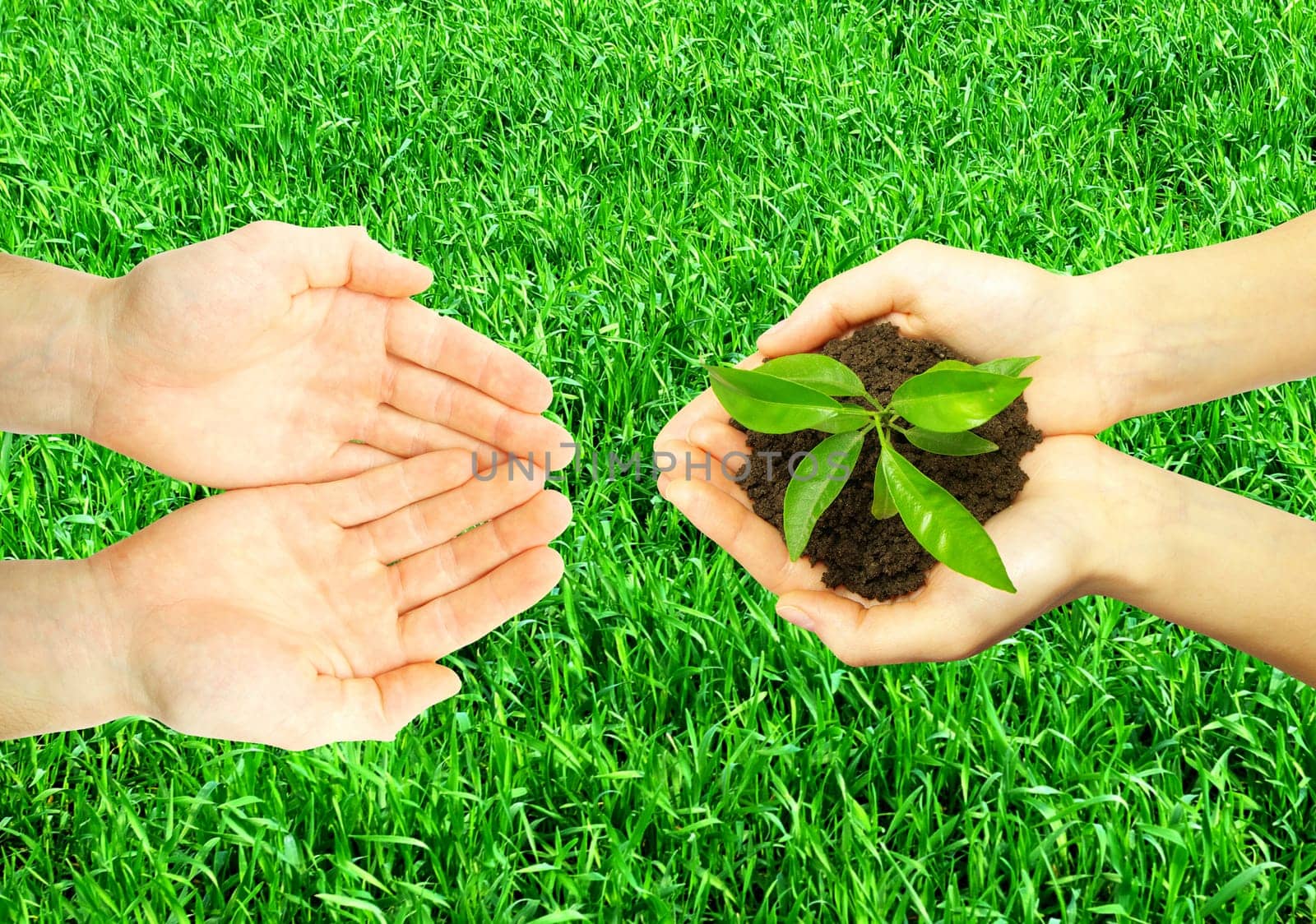 Hands holding sapling in soil  on grass texture