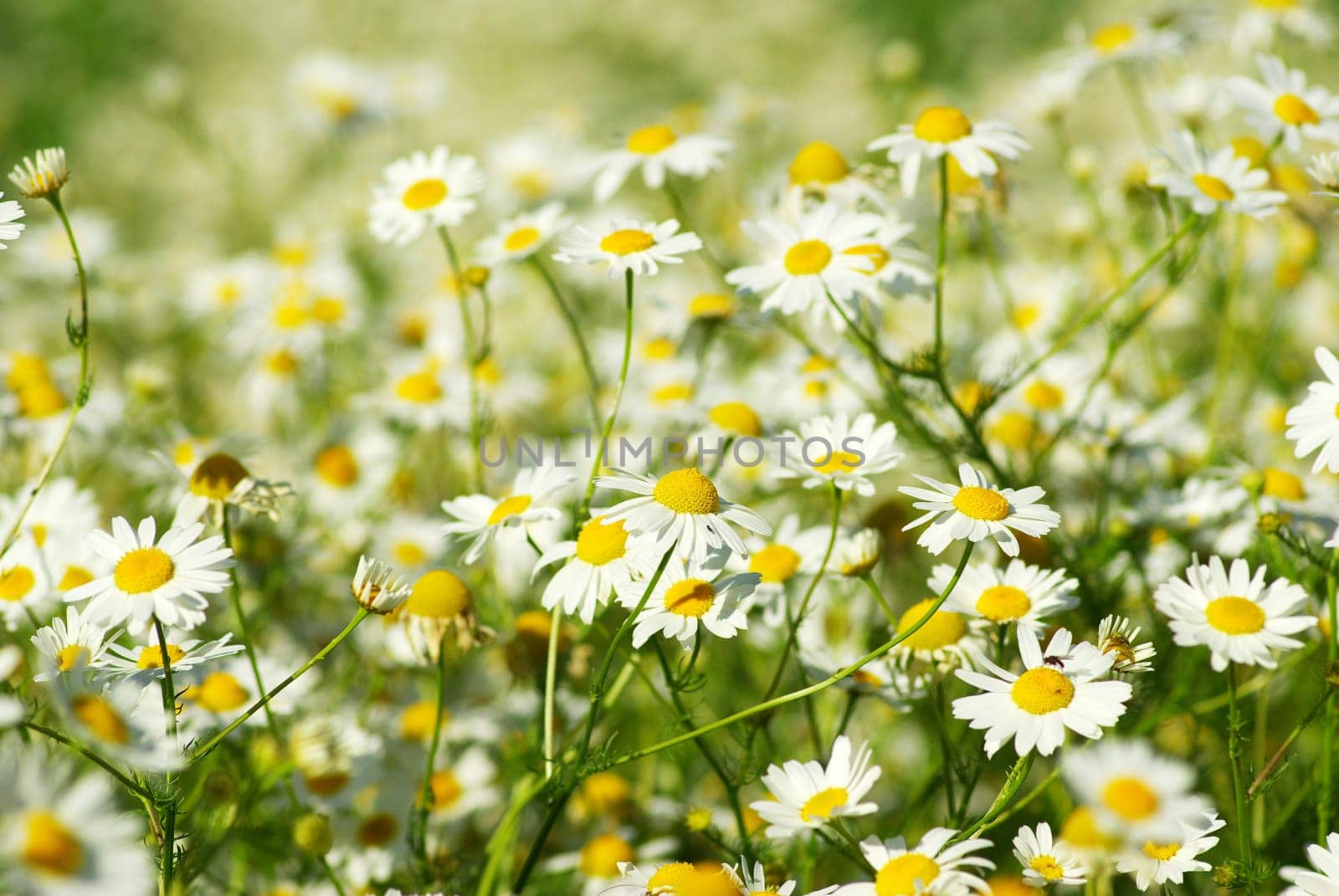 Blooming wild camomile flowers in the field