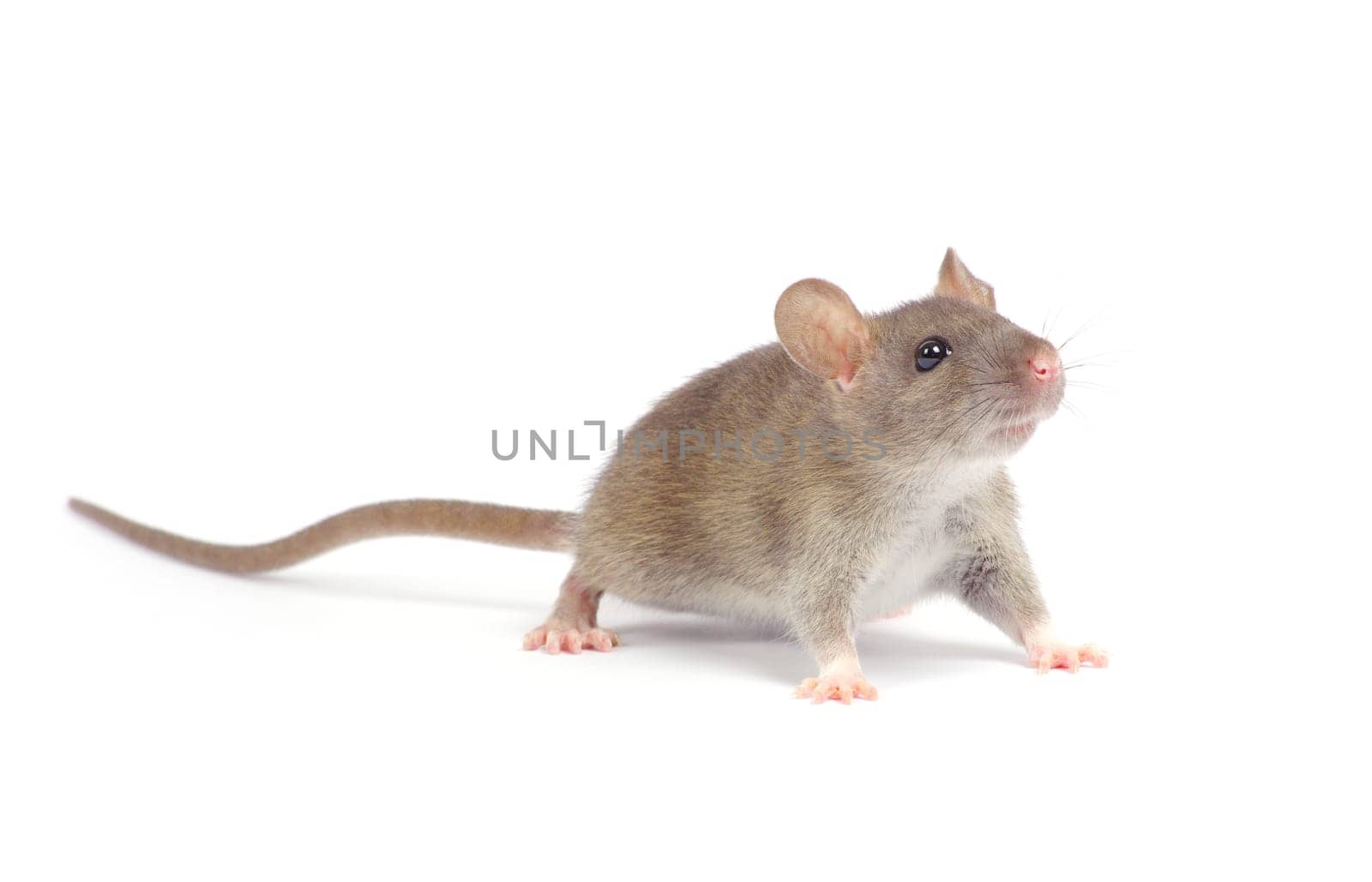 rat  isolated on white background