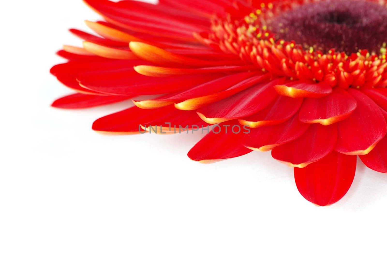 gerbera flower closeup on white background