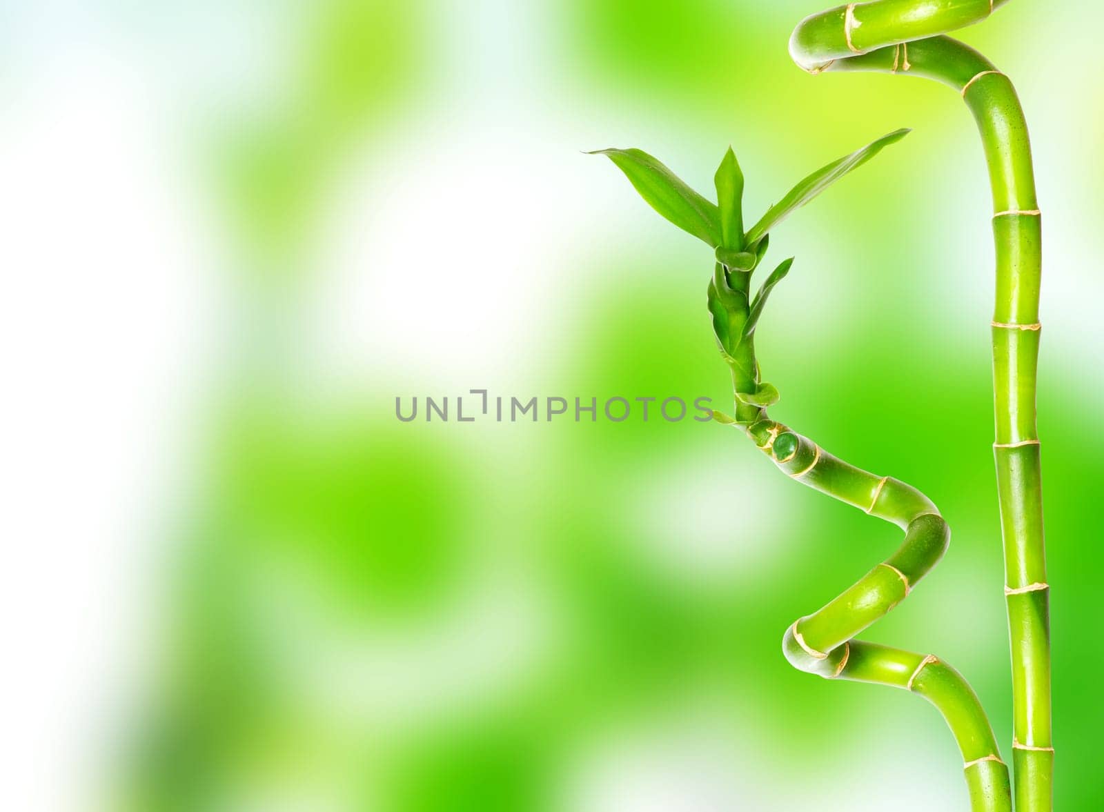 beautiful bamboo isolated on green background