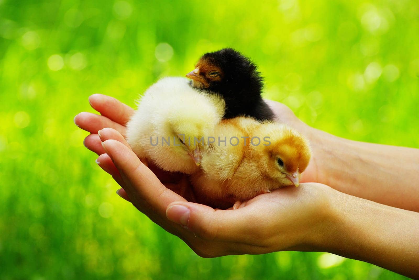 Hand hold caring for a small chicken