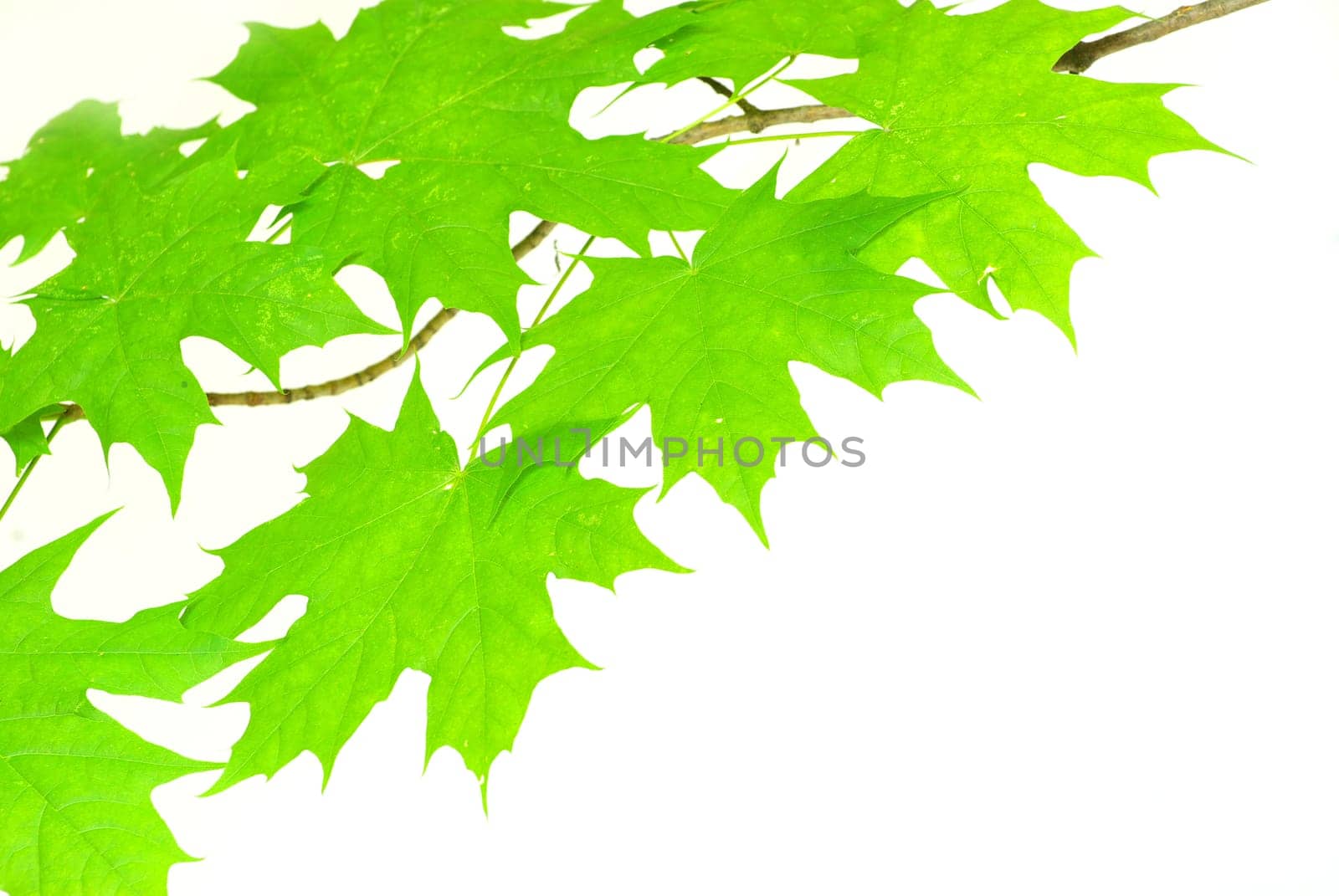 green leaves background on white  background