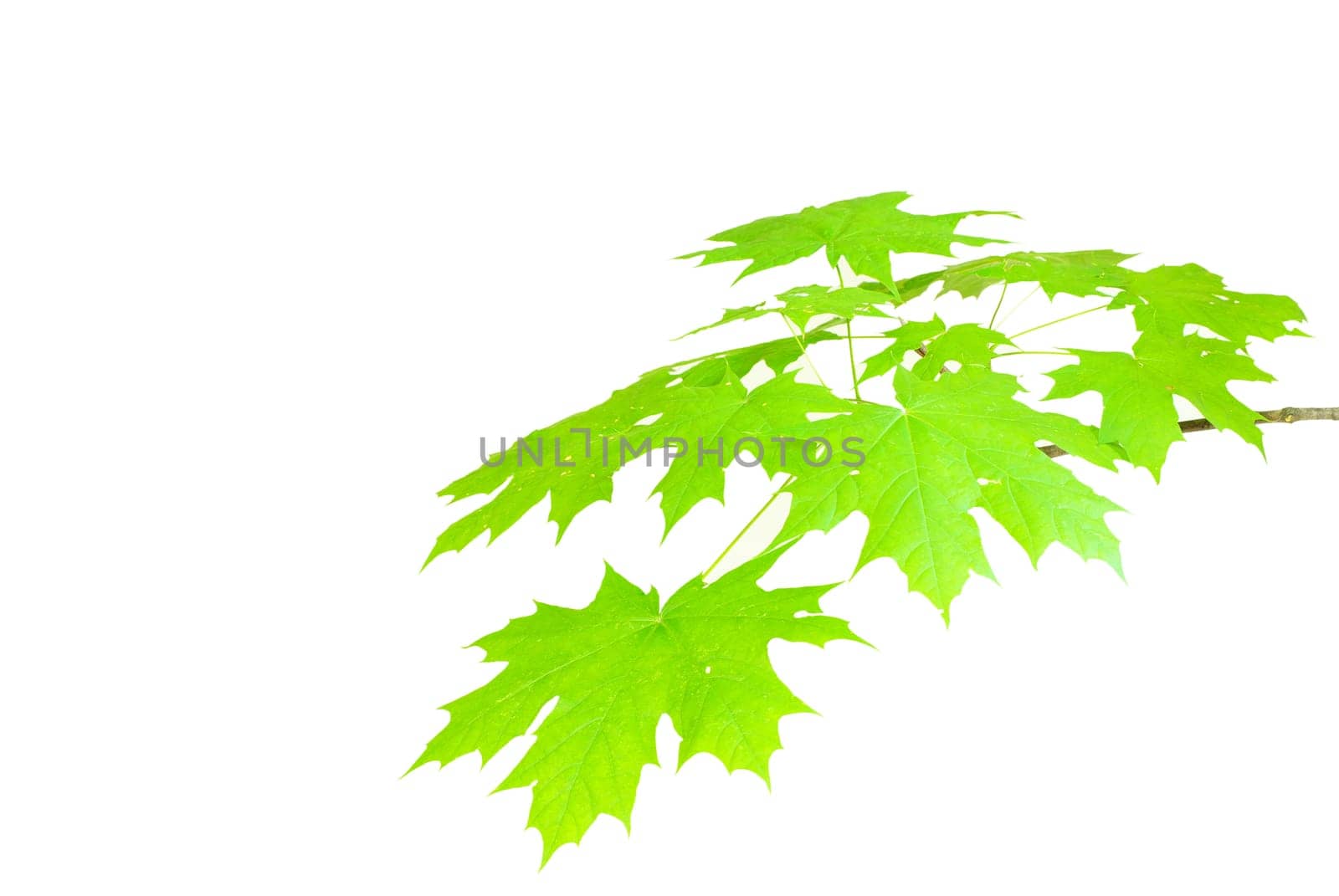 green leaves background on white  background