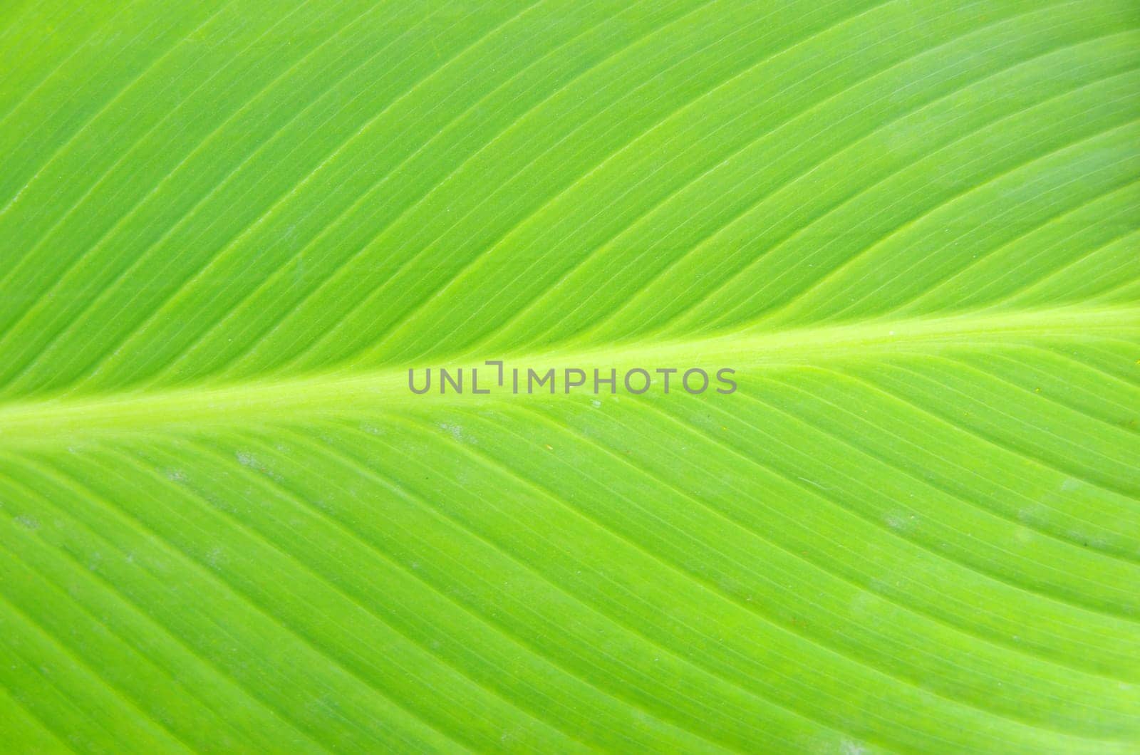 Texture of a green leaf as background