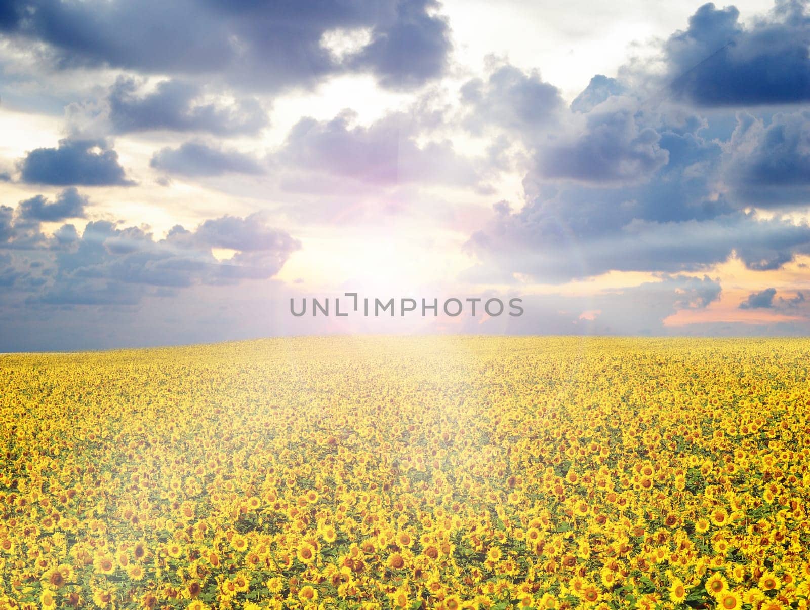 sunflower field over cloudy blue sky