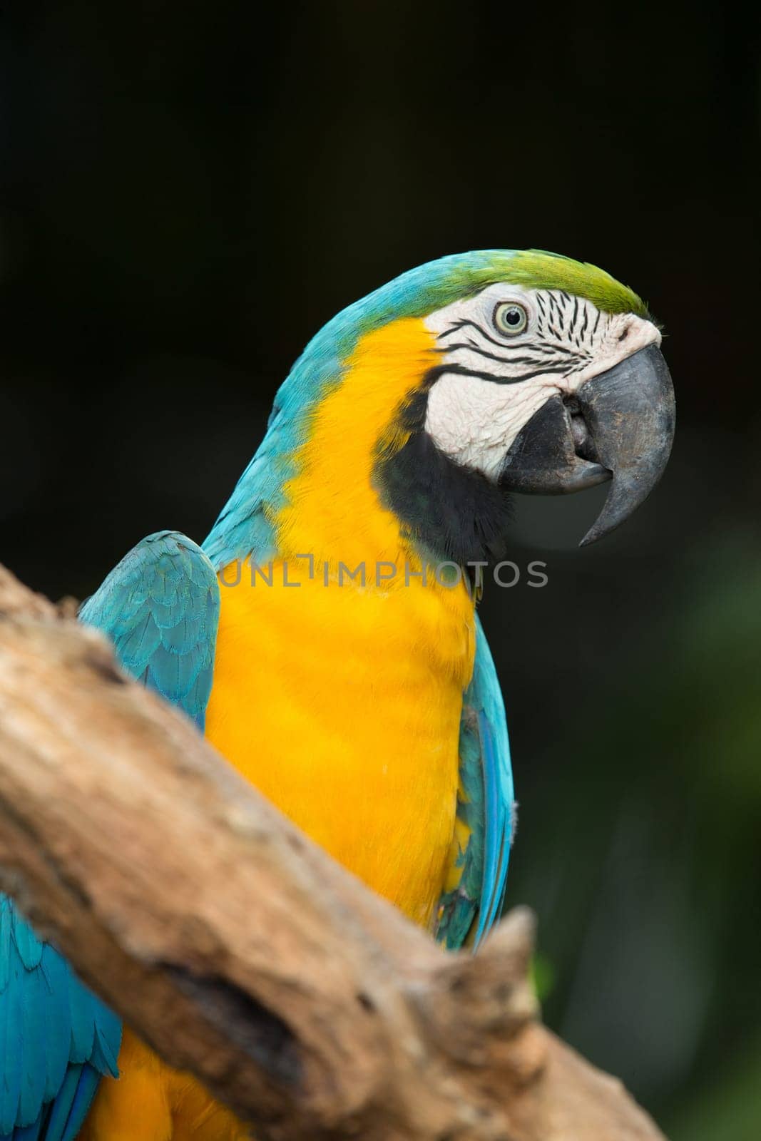 parrot bird sitting on the perch