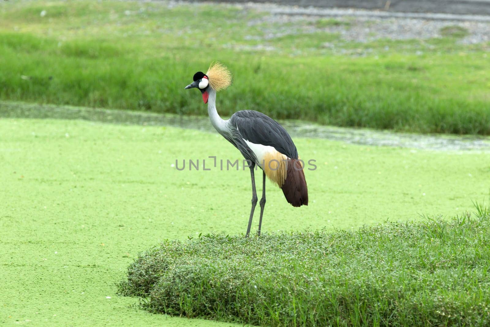 Crowned Crane on green blur background