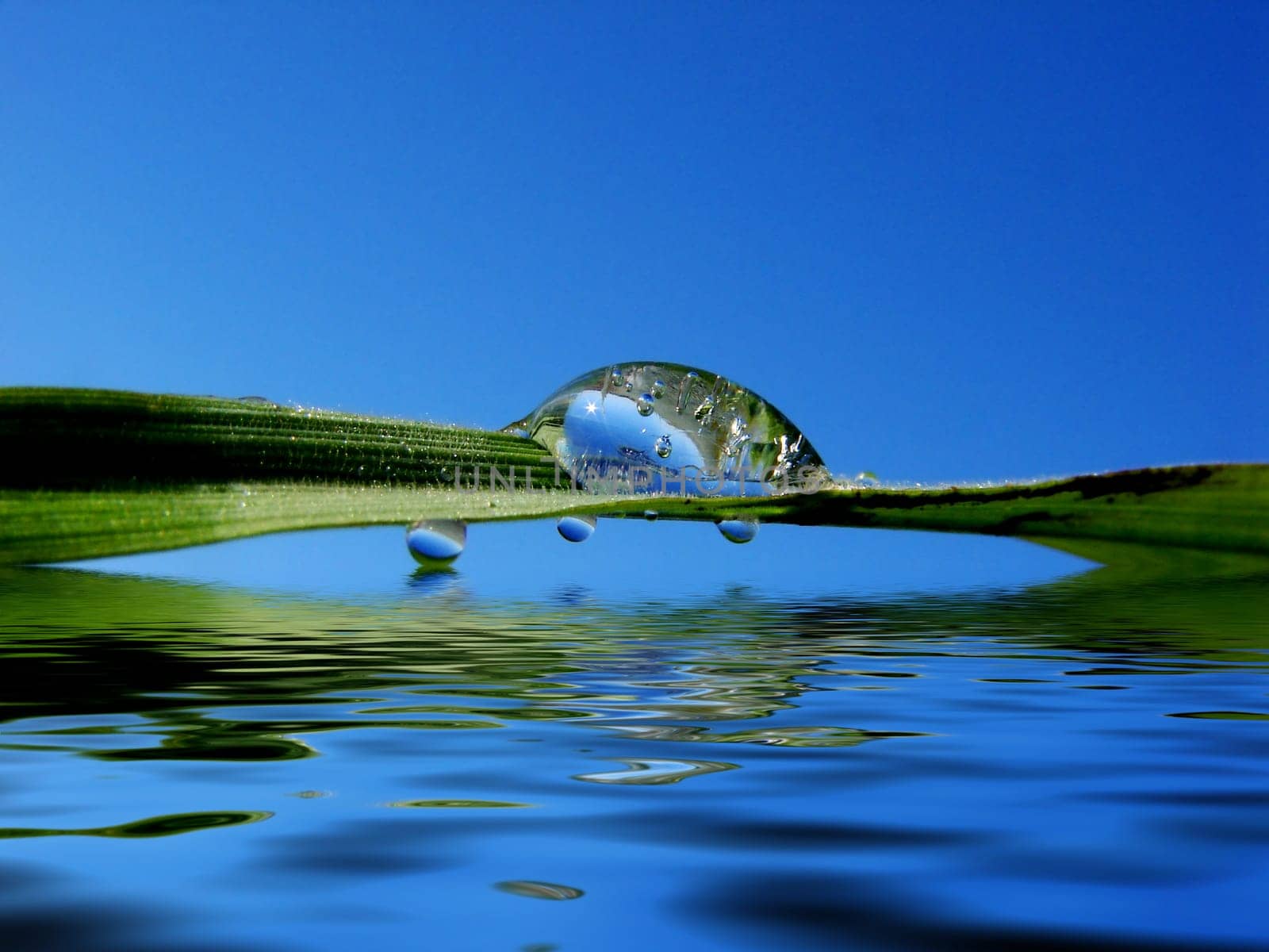 Dew drop on a blade of grass