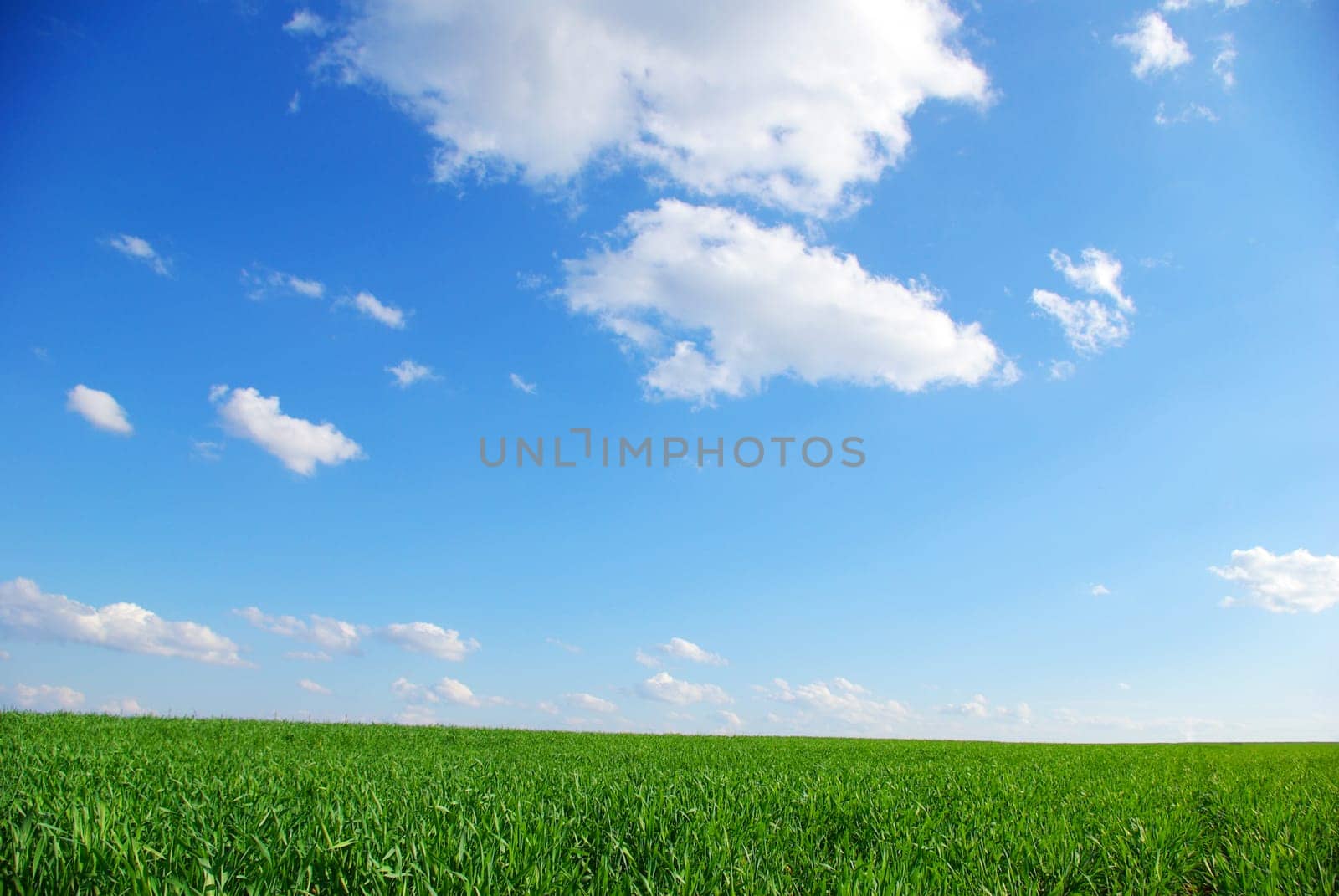 field on a background of the blue sky