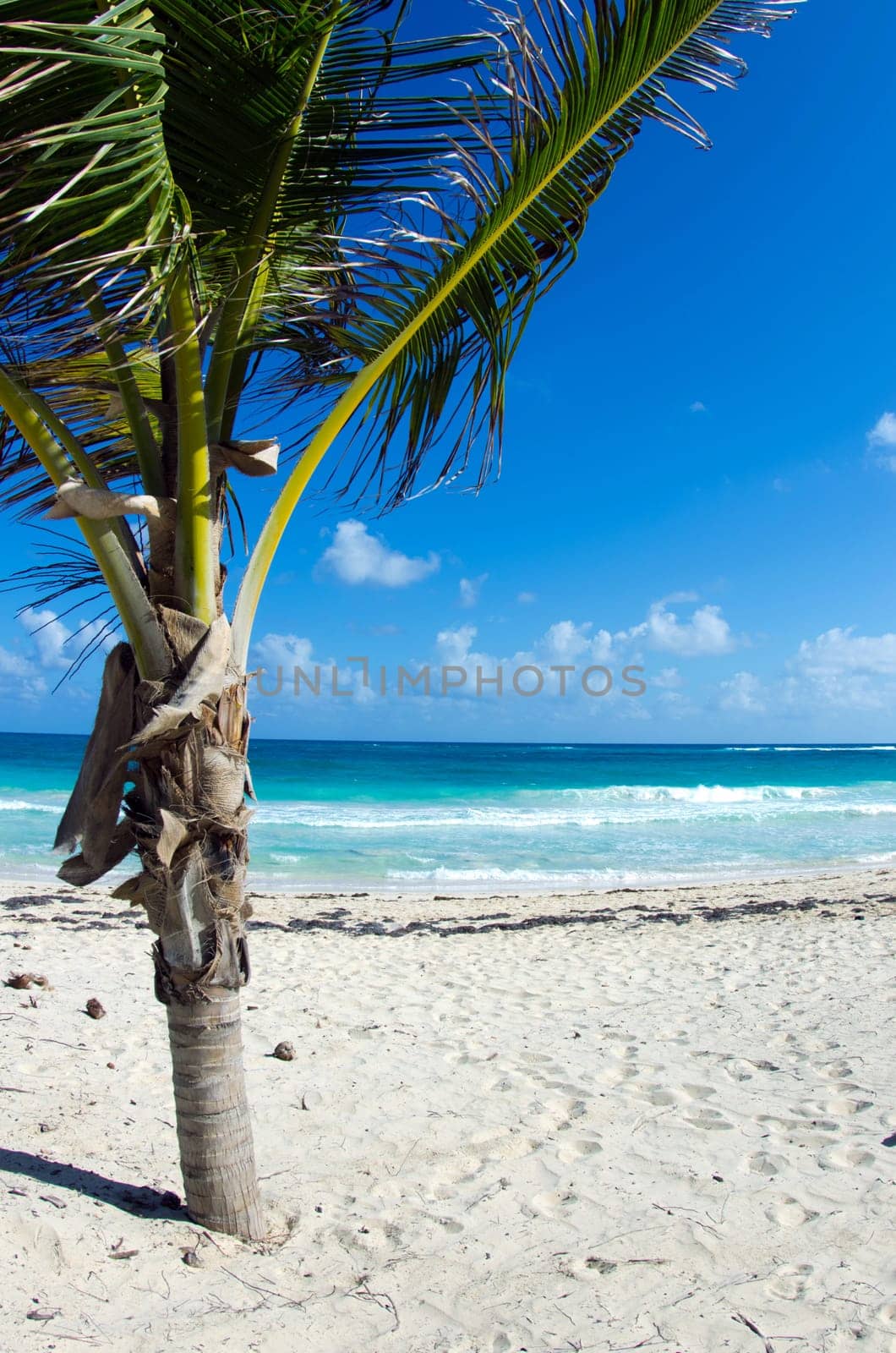 Caribbean Beach and Palm tree  .Paradise. Vacation and Tourism concept.