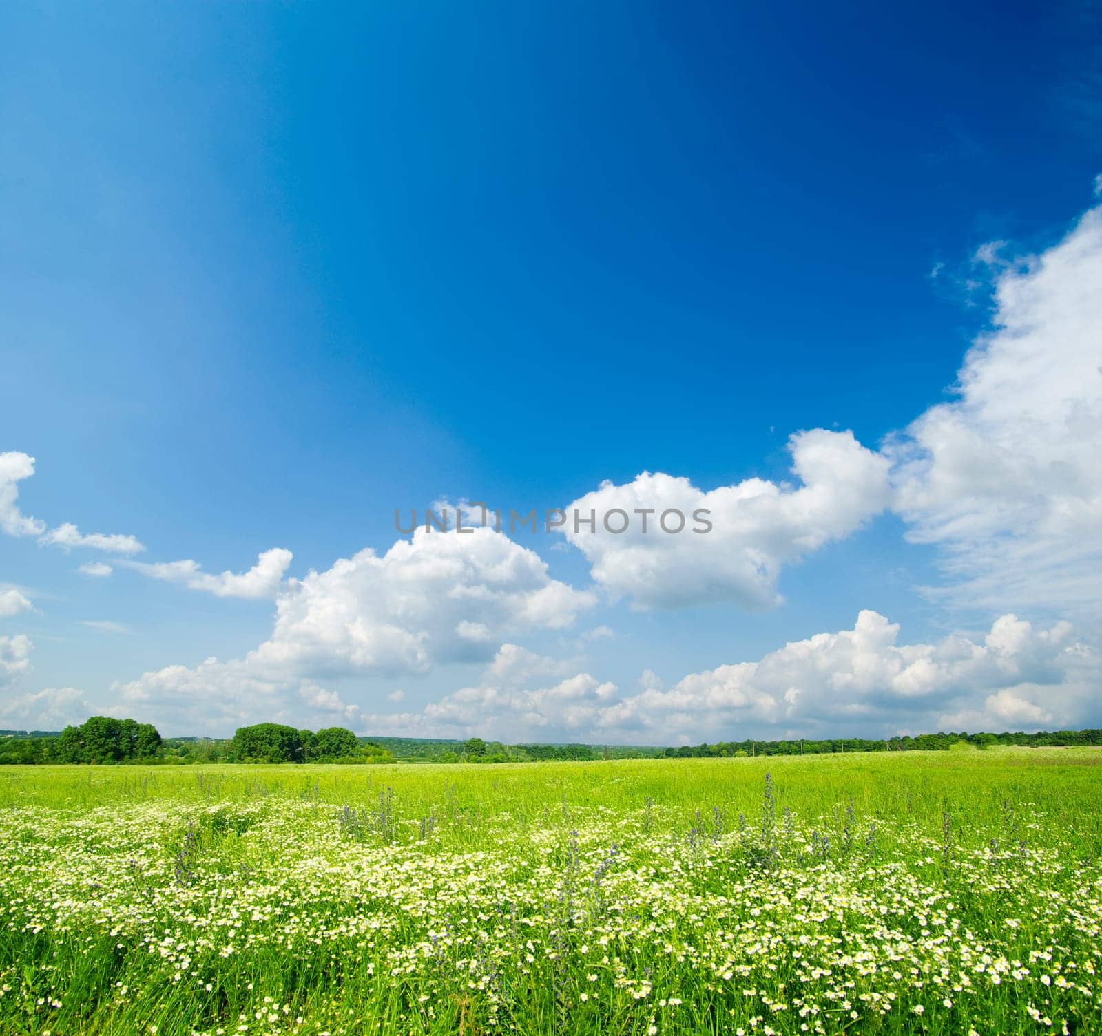 field on a background of the blue sky