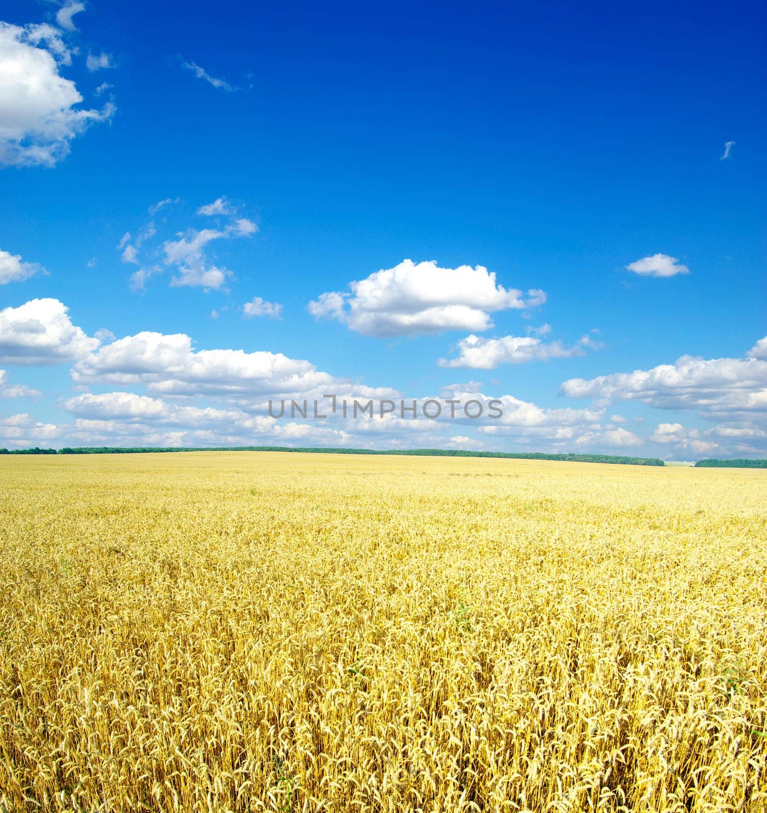 Field of wheat over blue sky
