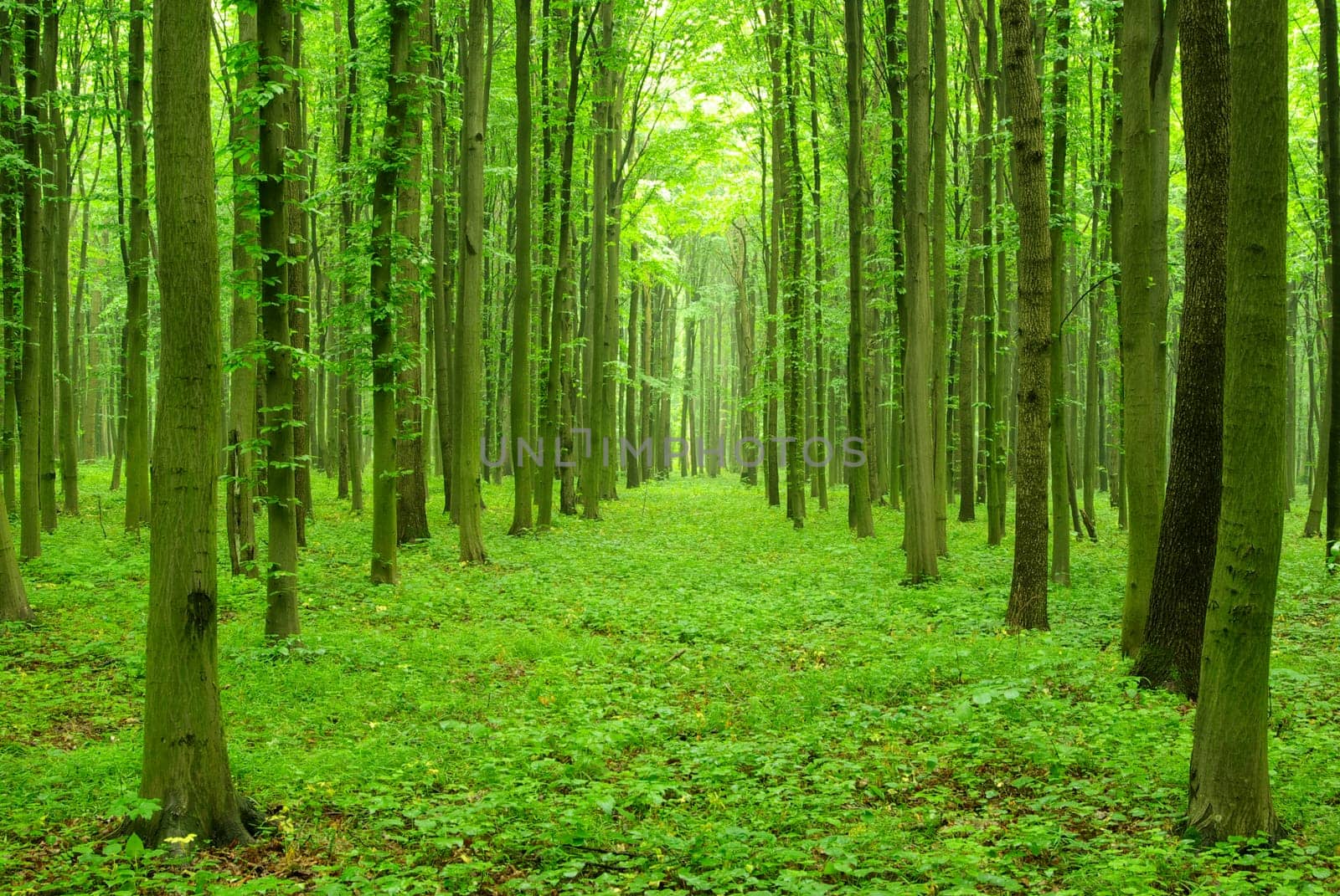 green forest  background in sunny day