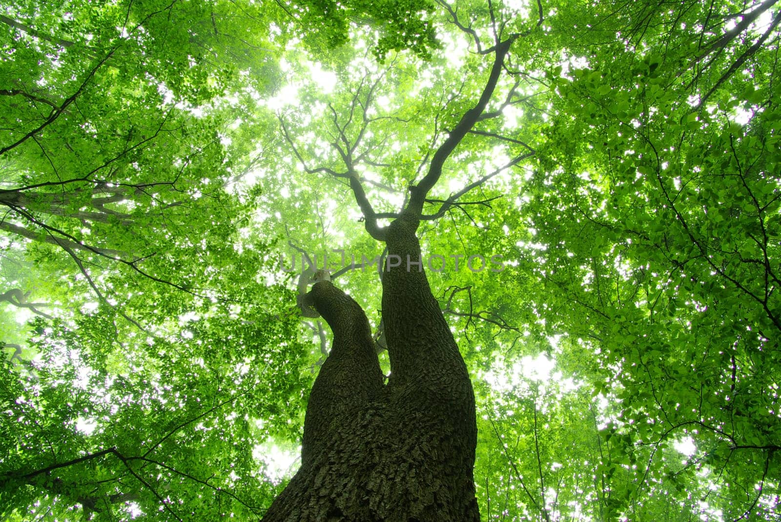 green forest  background in a sunny day