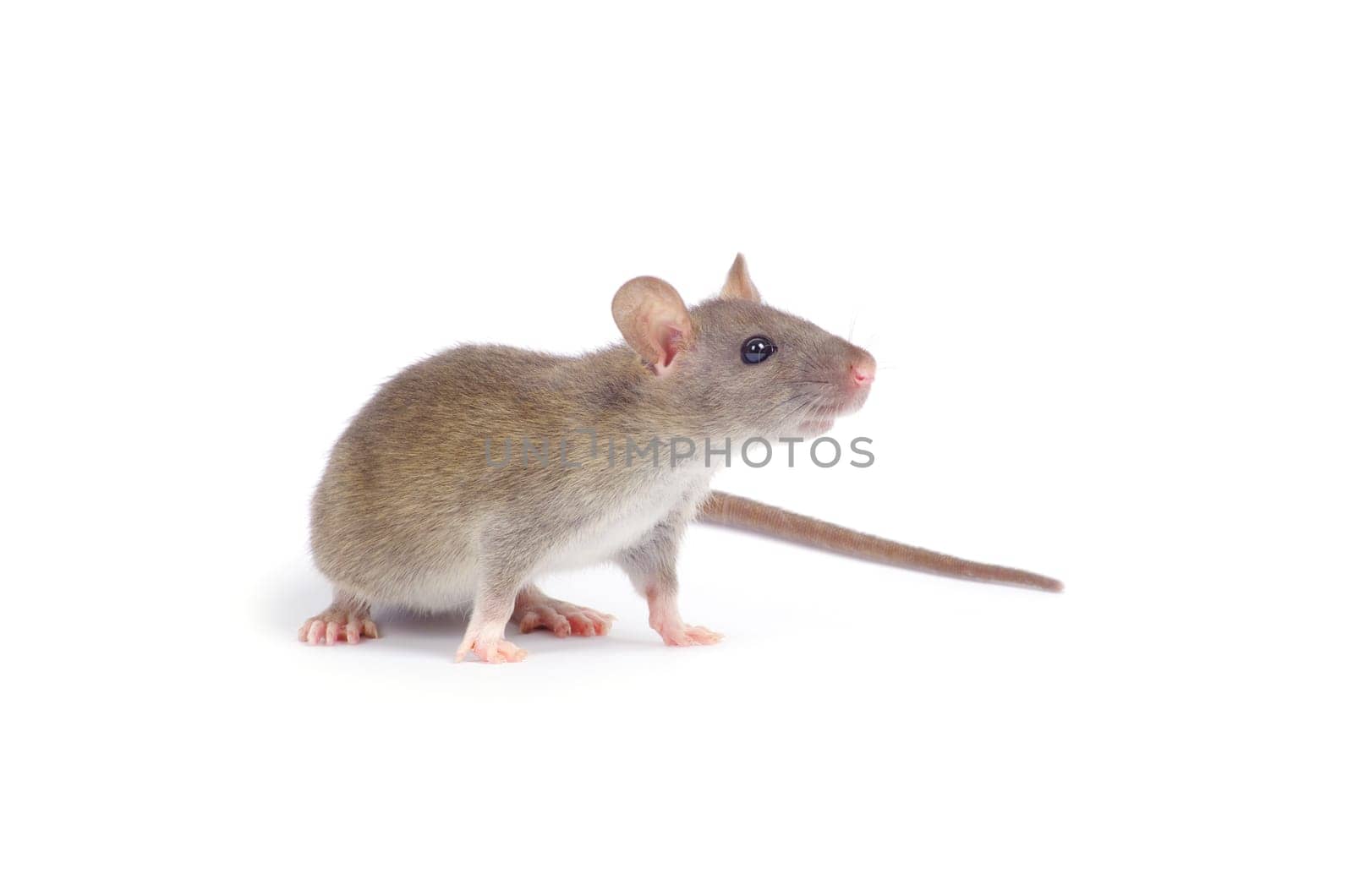 rat isolated on white background