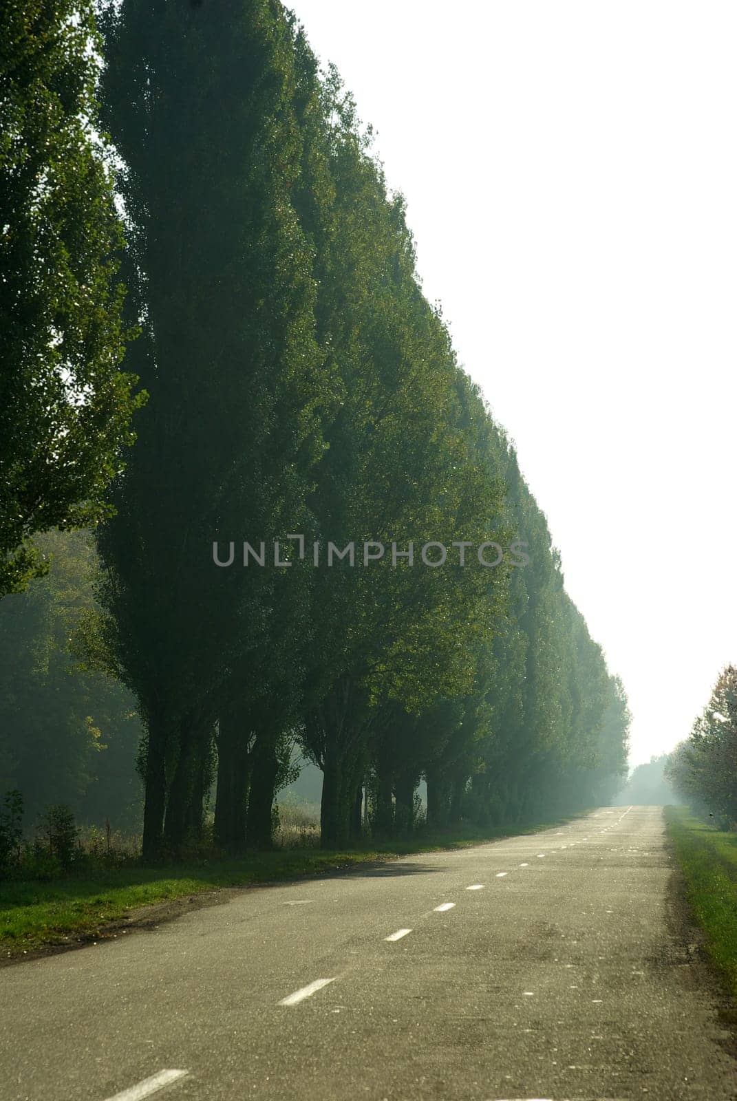 Empty road with trees on outskirts