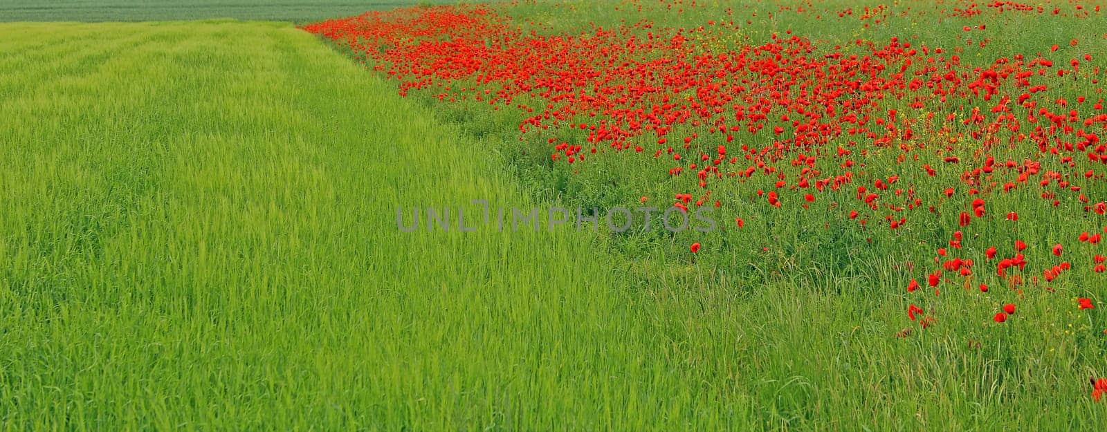 Border between poppy and barley