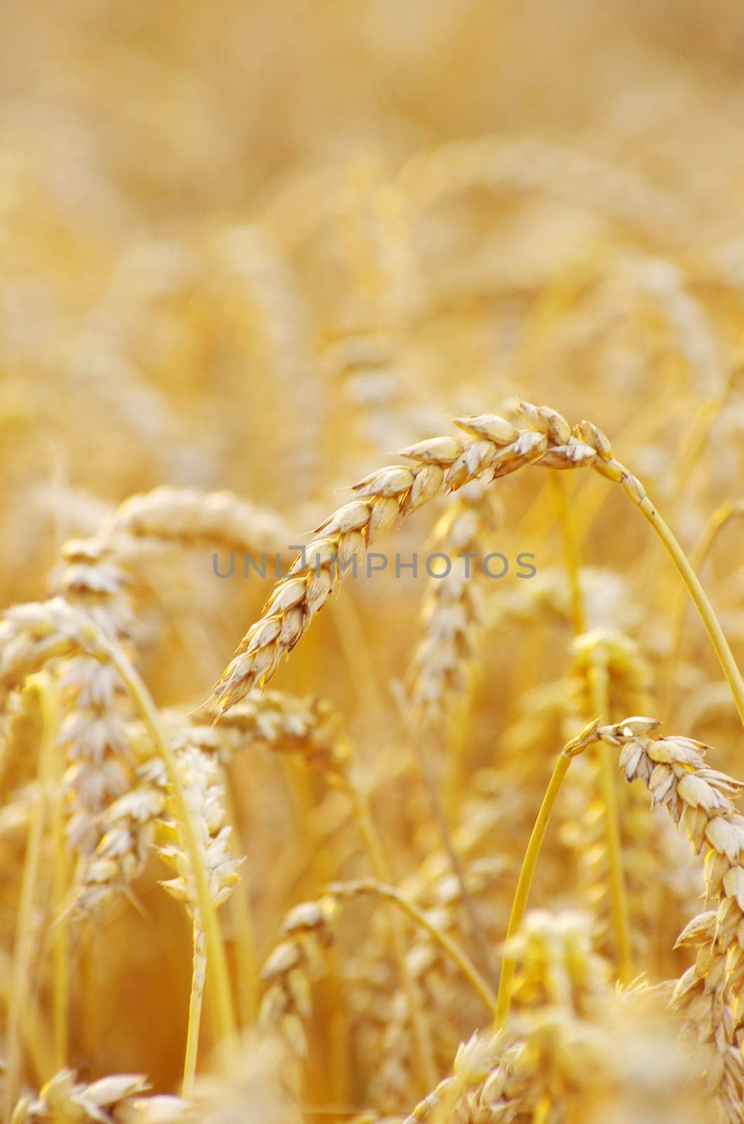 golden wheat field in summer