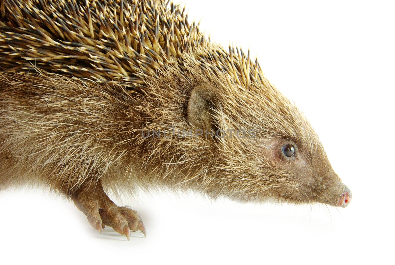 Hedgehog isolated on a white background