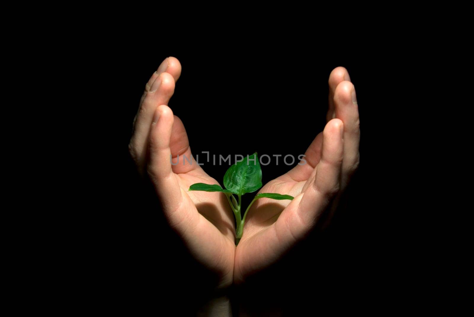 Hands holding sapling in soil