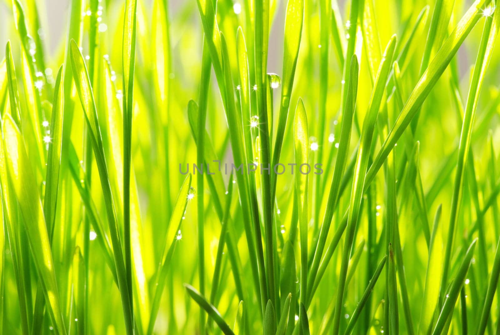 Dew drop on a blade of grass