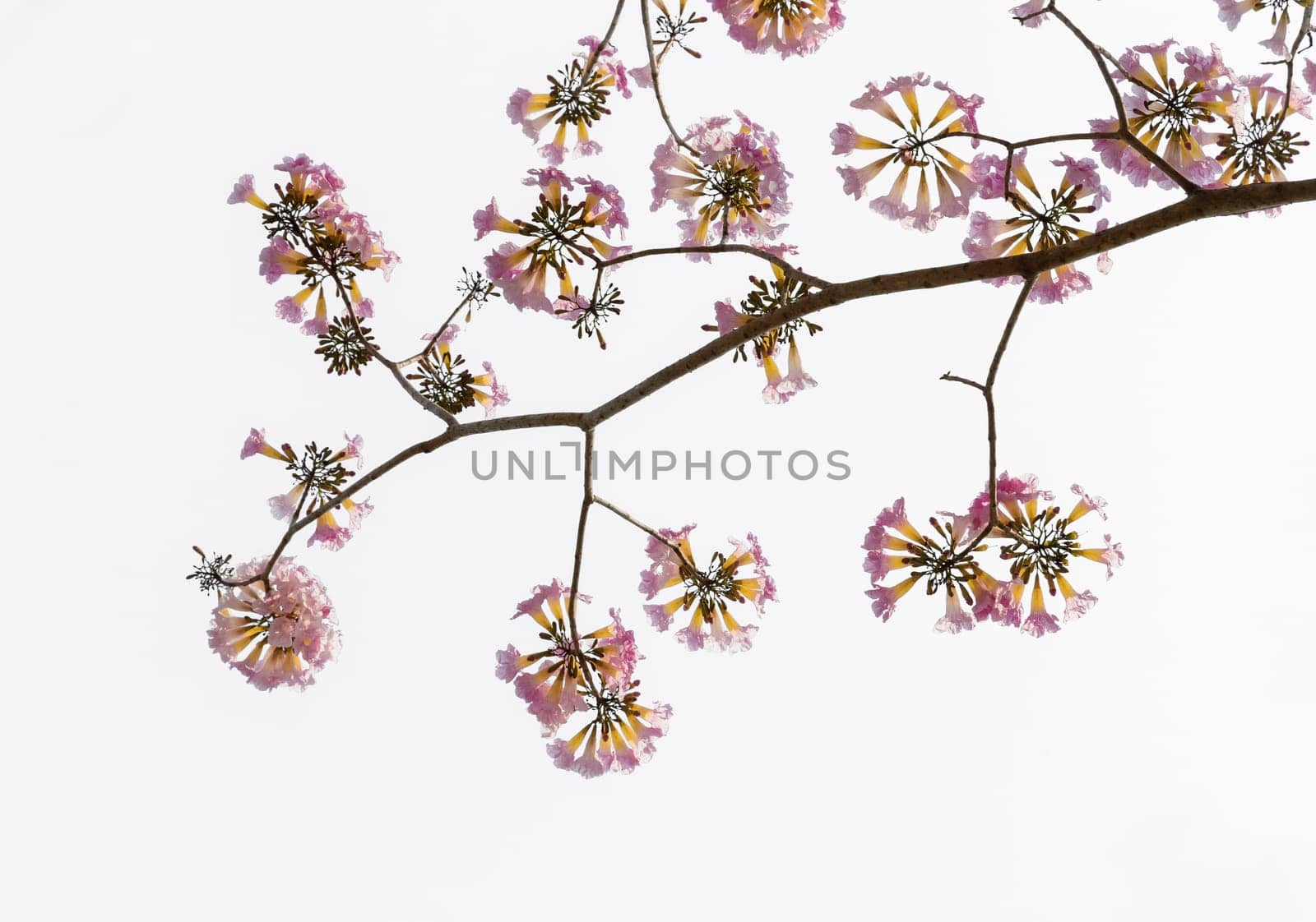 Pink trumpet or Tatebuia flower isolated on white background